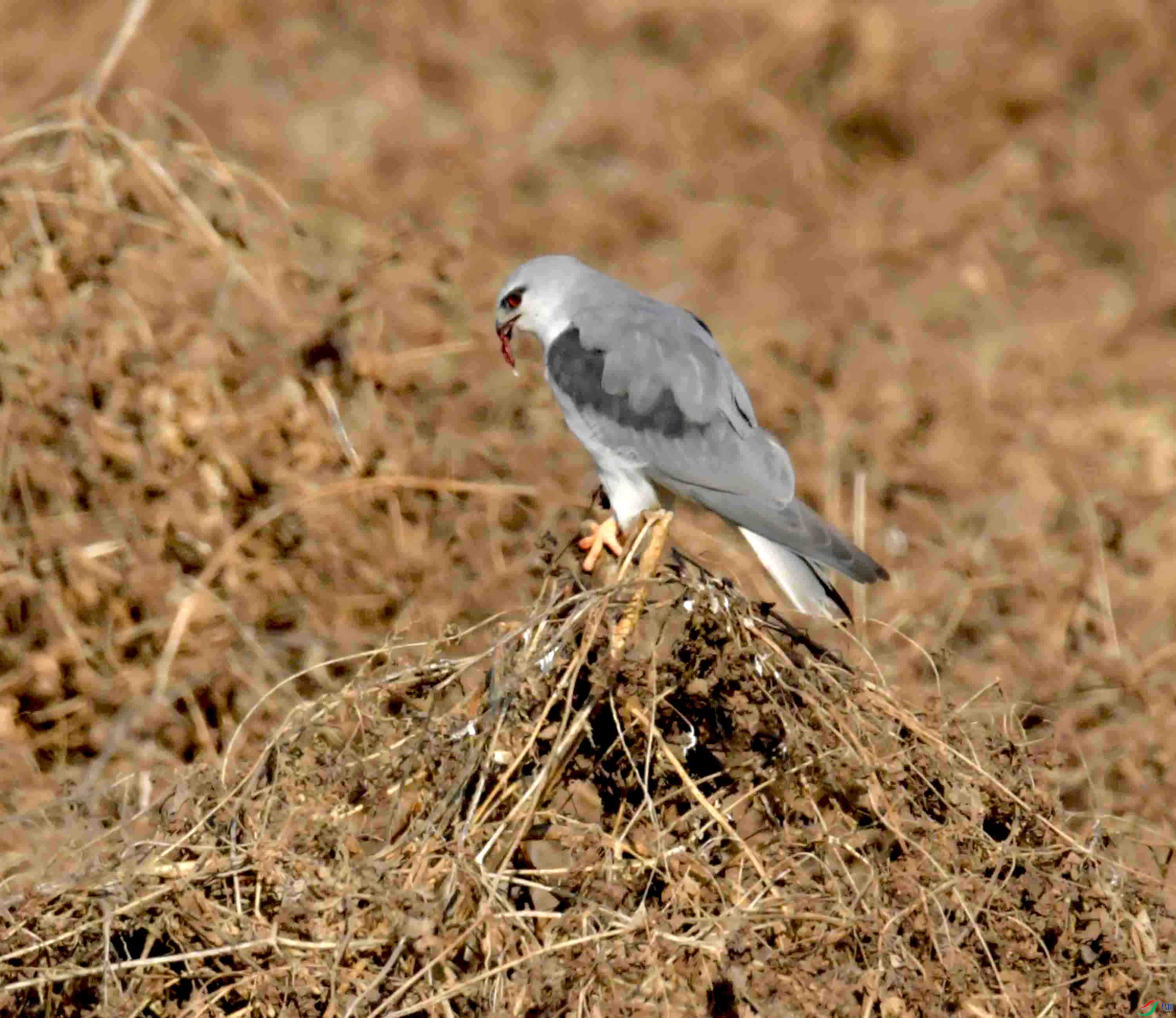 DSC_0321.JPG