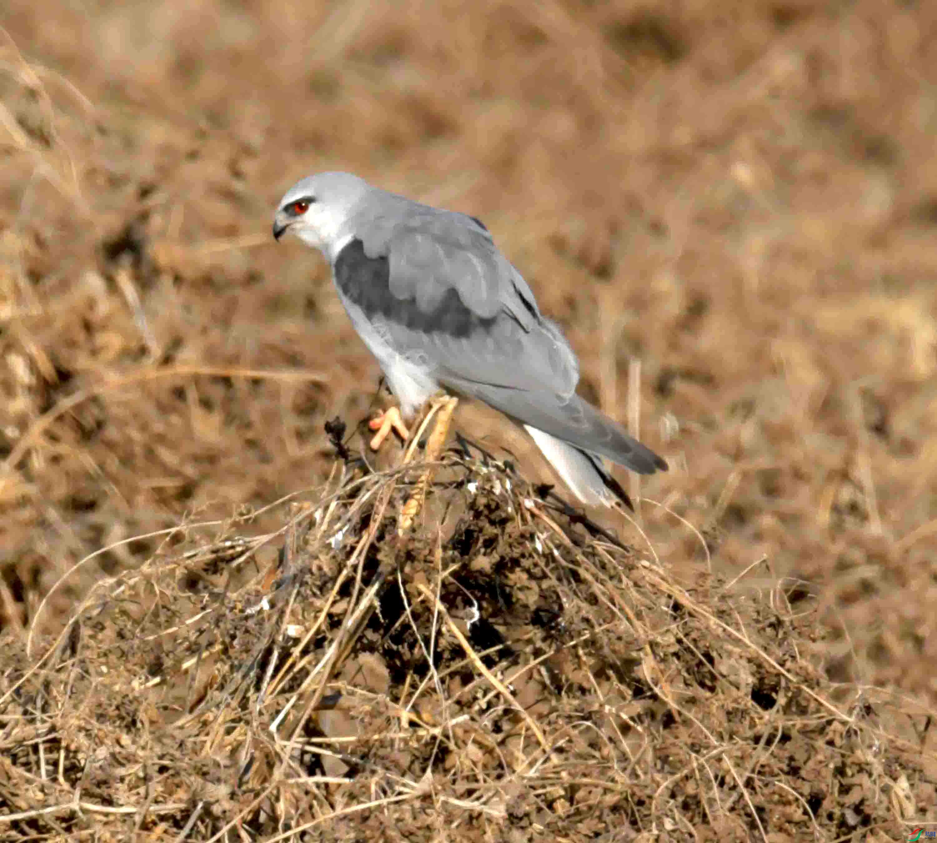 DSC_0320.JPG