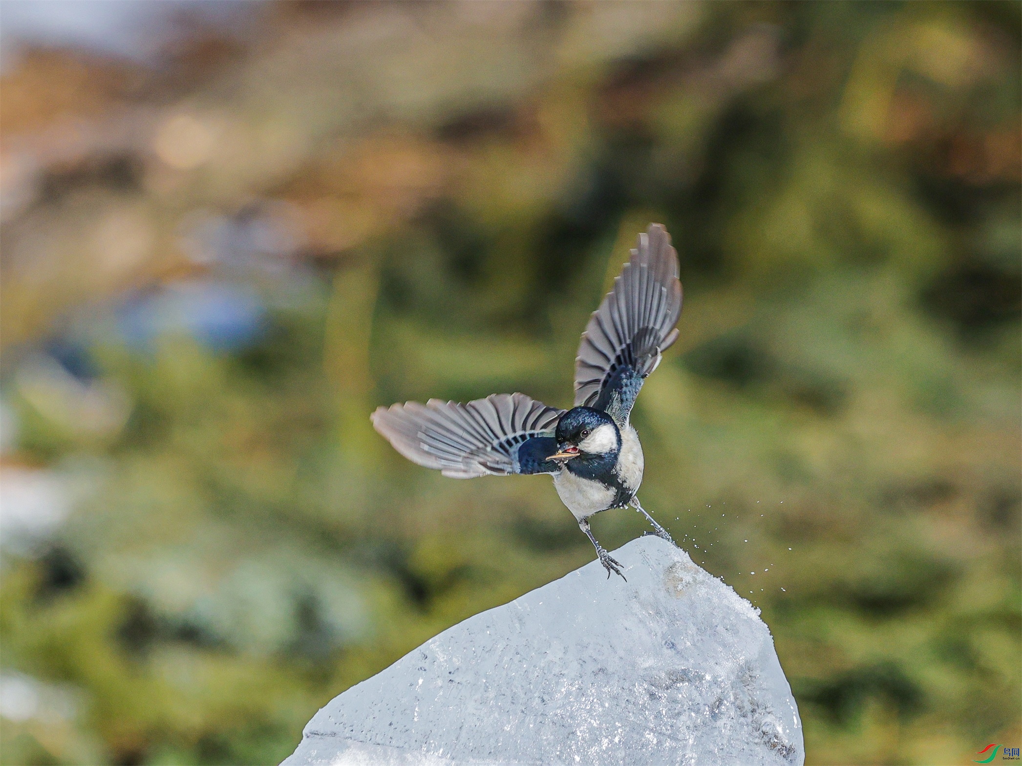 1K3A3097 ����1.jpg