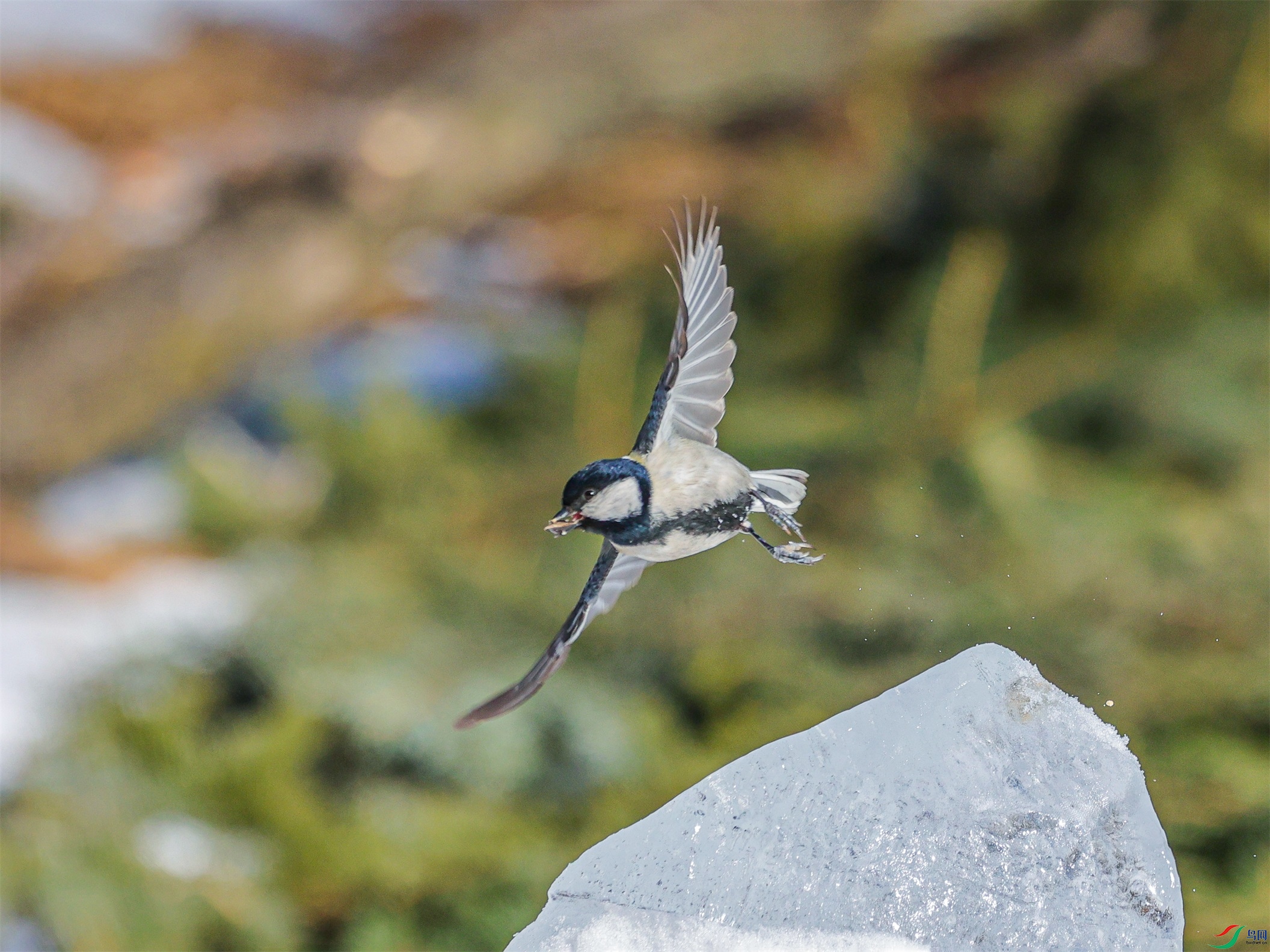 1K3A3098 ����1.jpg