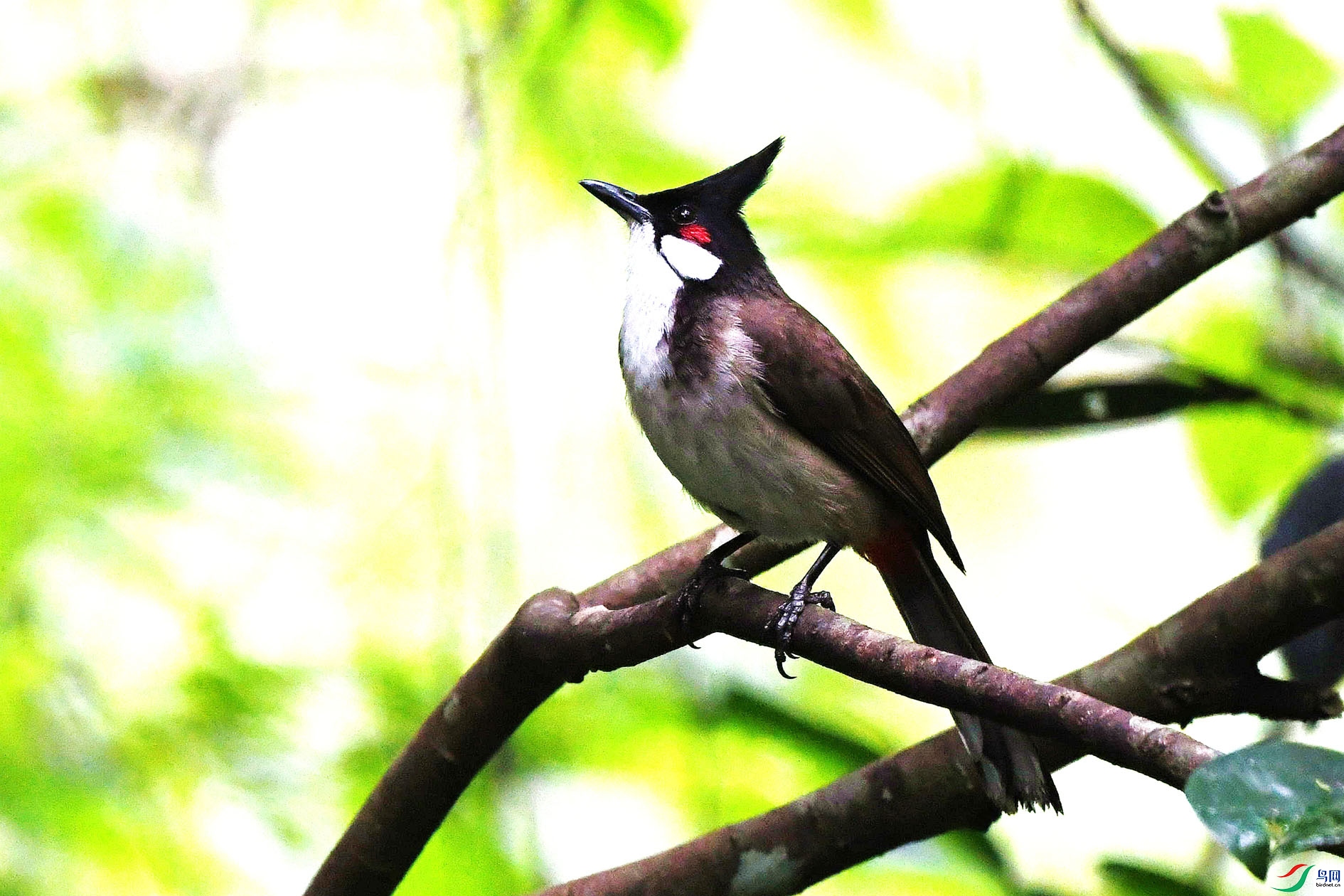 NIKON D5001032_����.jpg