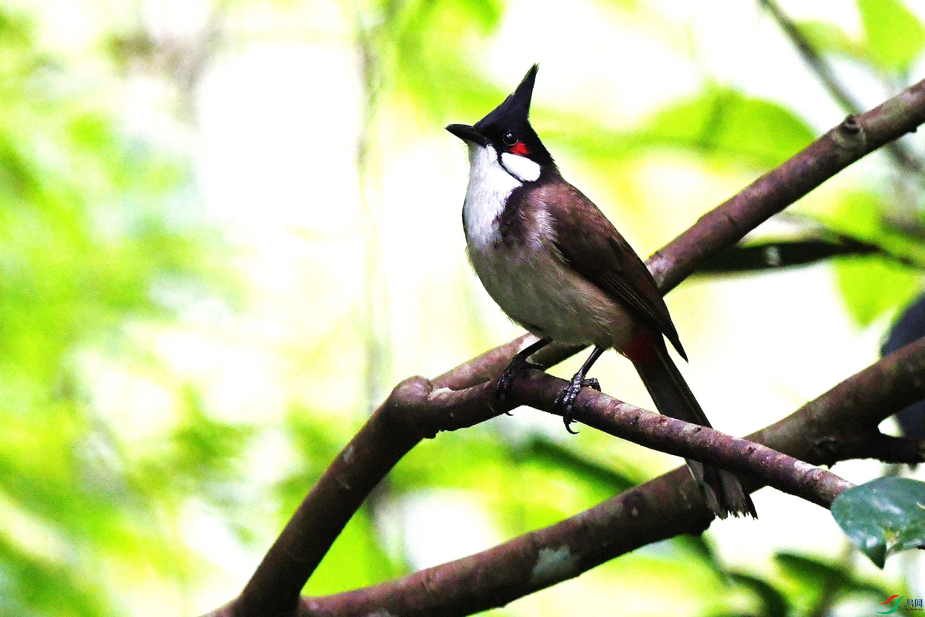 NIKON D5001028_����.jpg