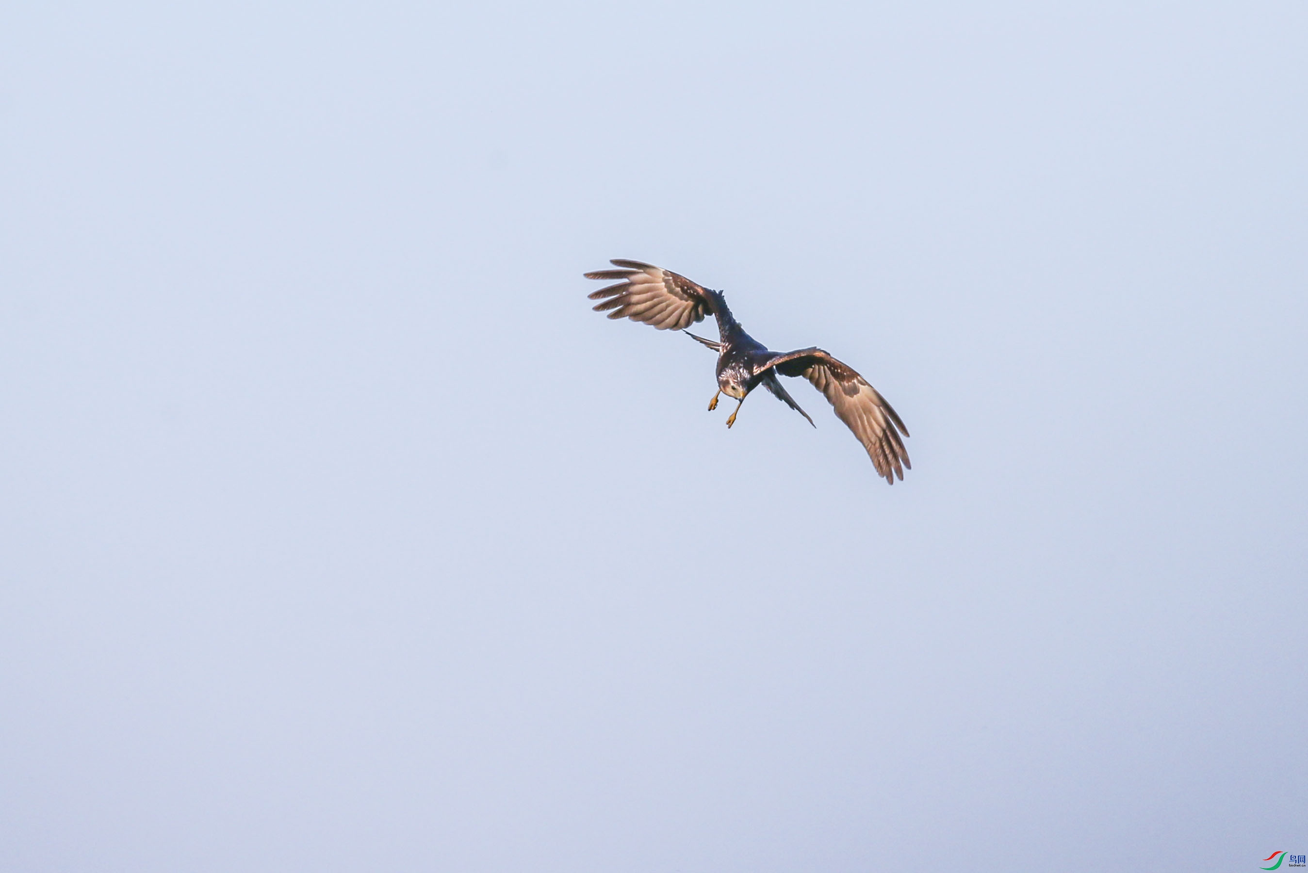 A61U8653A.jpg