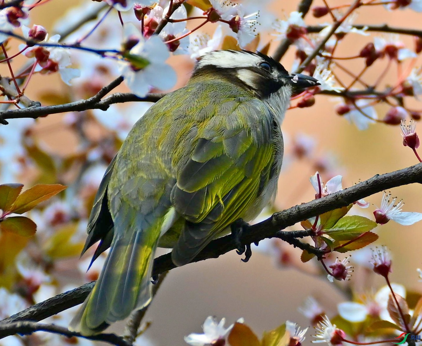 DSC_7345.jpg