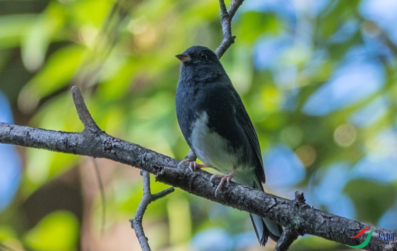 ���c���ݴ���ɽ (1)_����.jpg