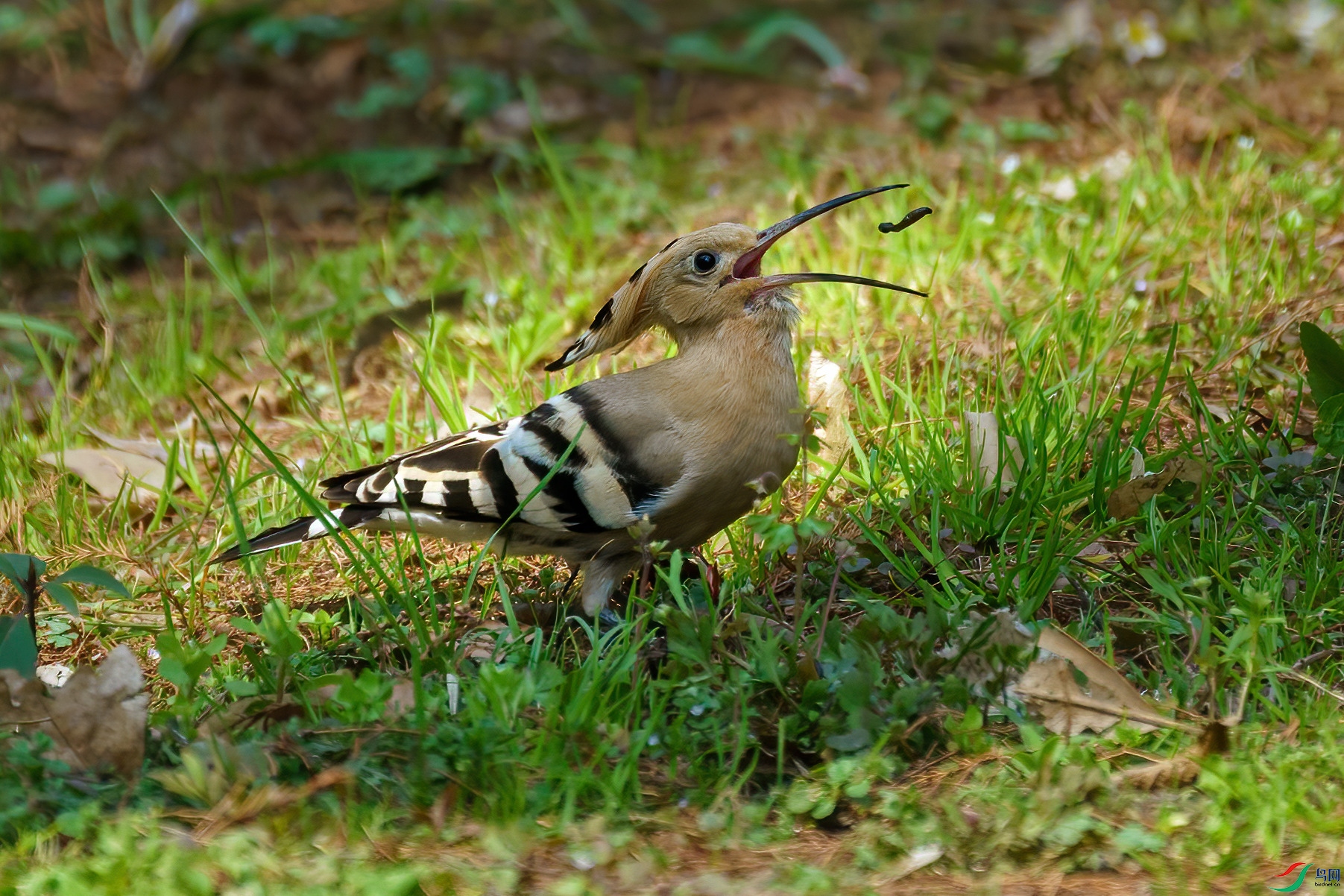 ��ʤ������