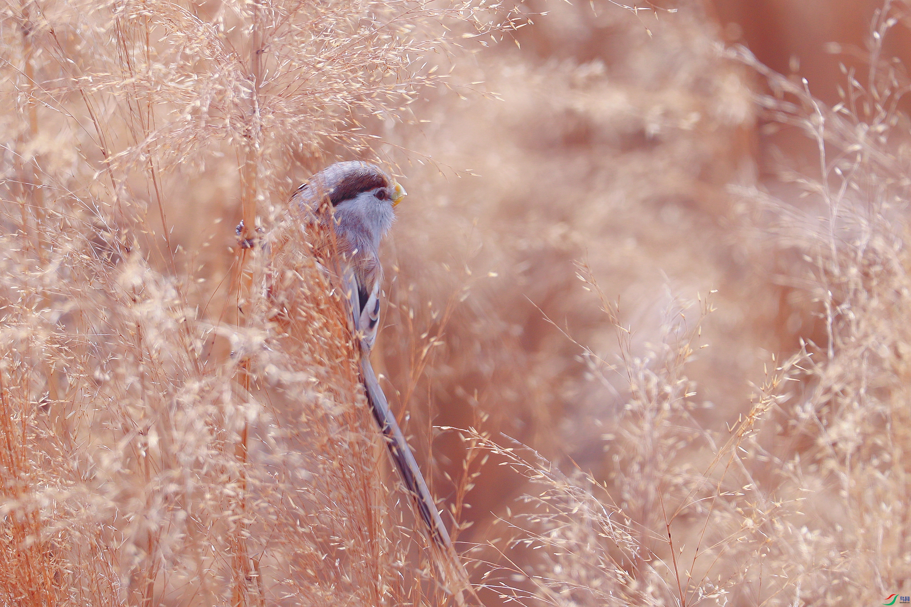AS8I4994_����.jpg