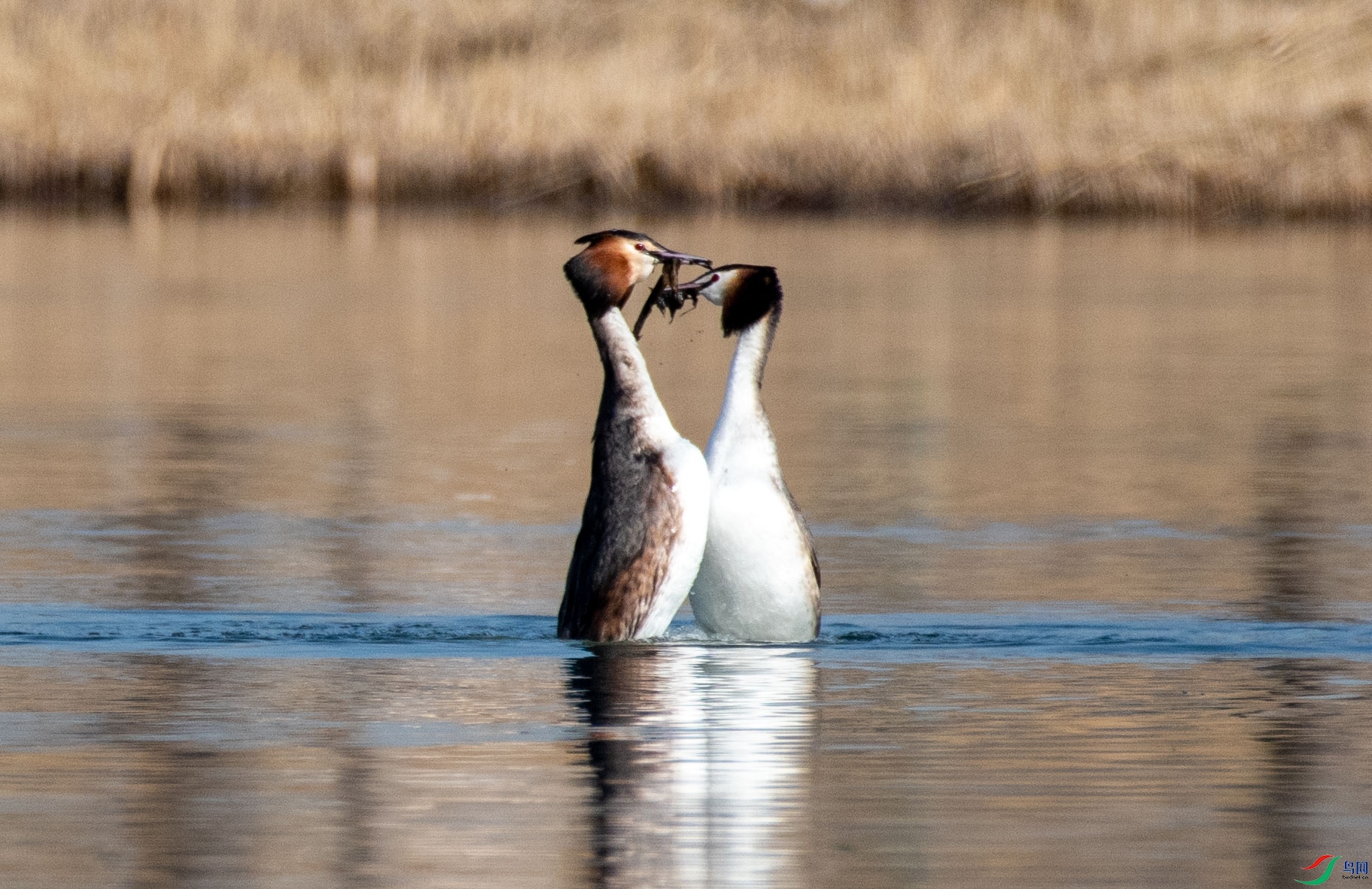 DSC_4340.jpg