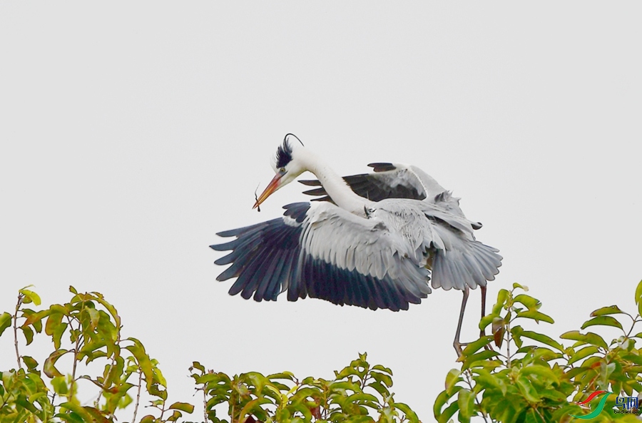 DSC_9766.JPG