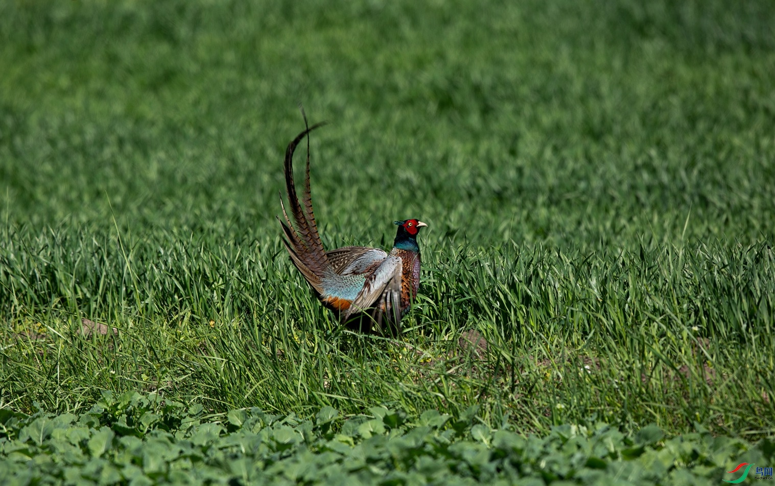 _39A2399 ���� - ����_����_����.jpg