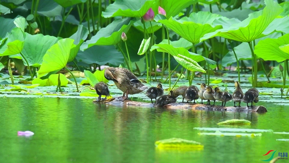 Ѽ������ʮֻСѼ