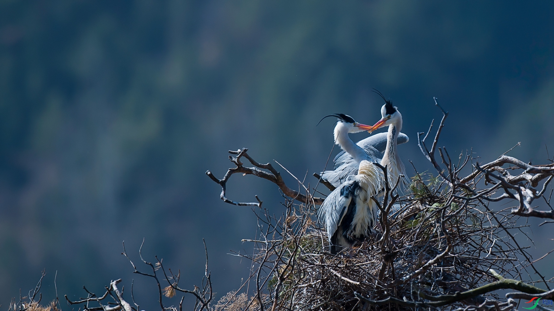 DSC2_3072 - ����.jpg