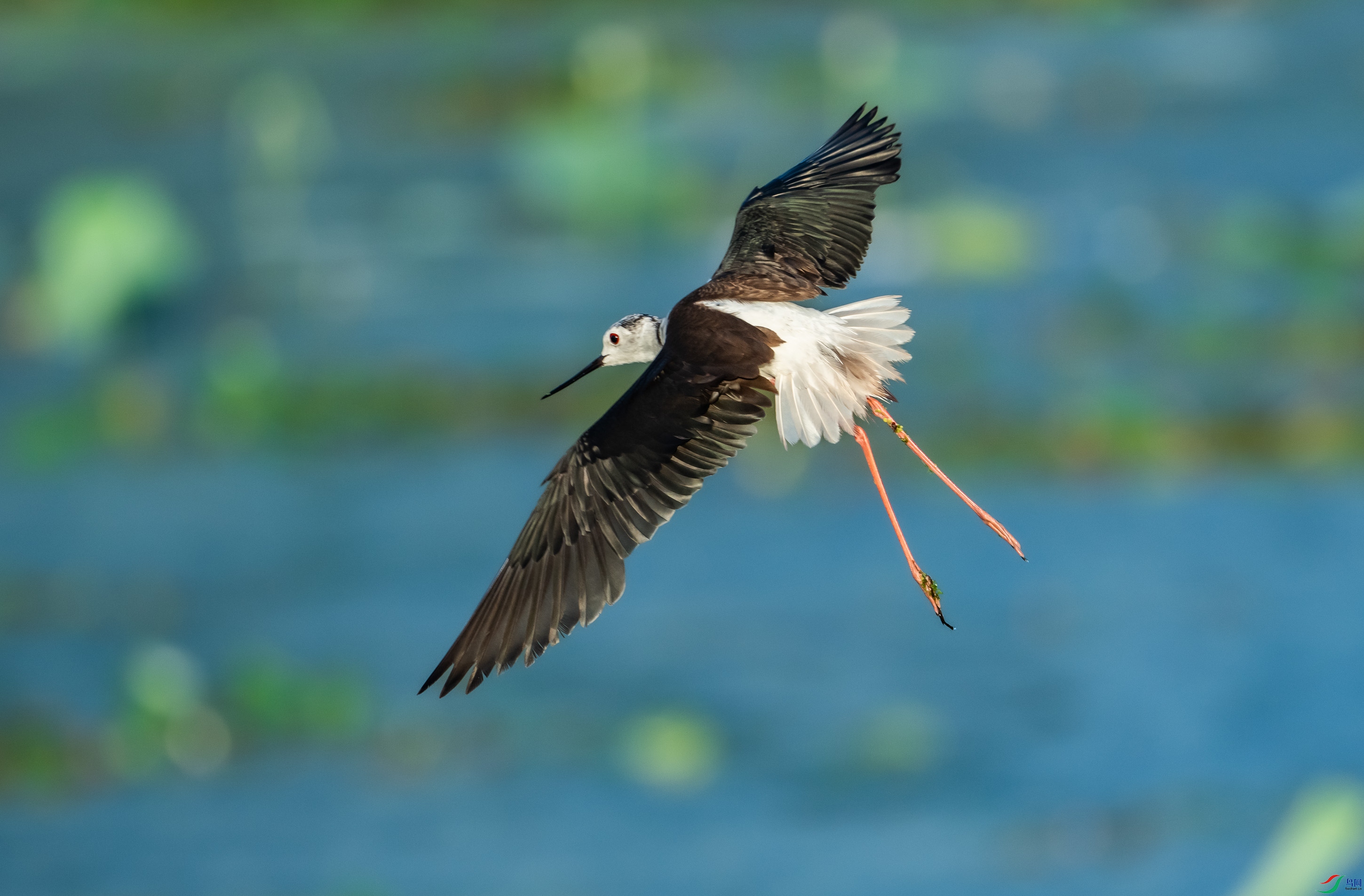 �ڳ᳤����