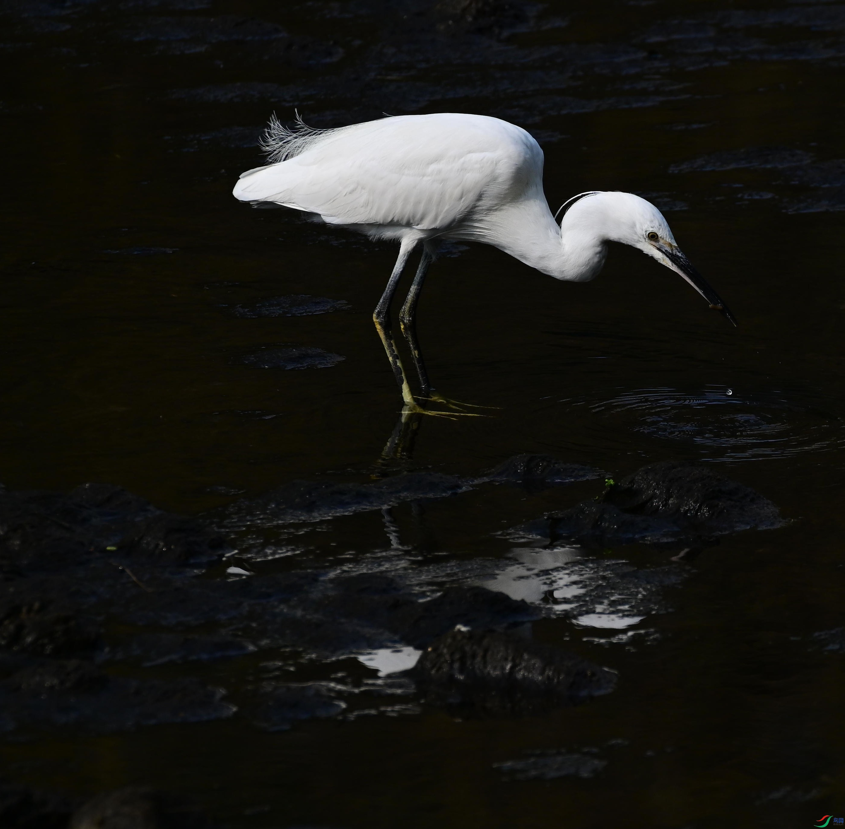 DSC_6615-1.jpg