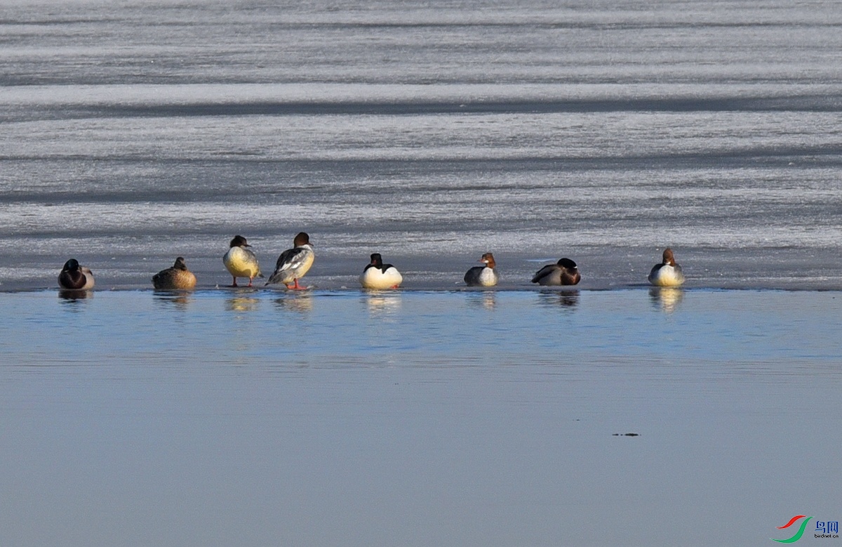 DSC_2461.jpg