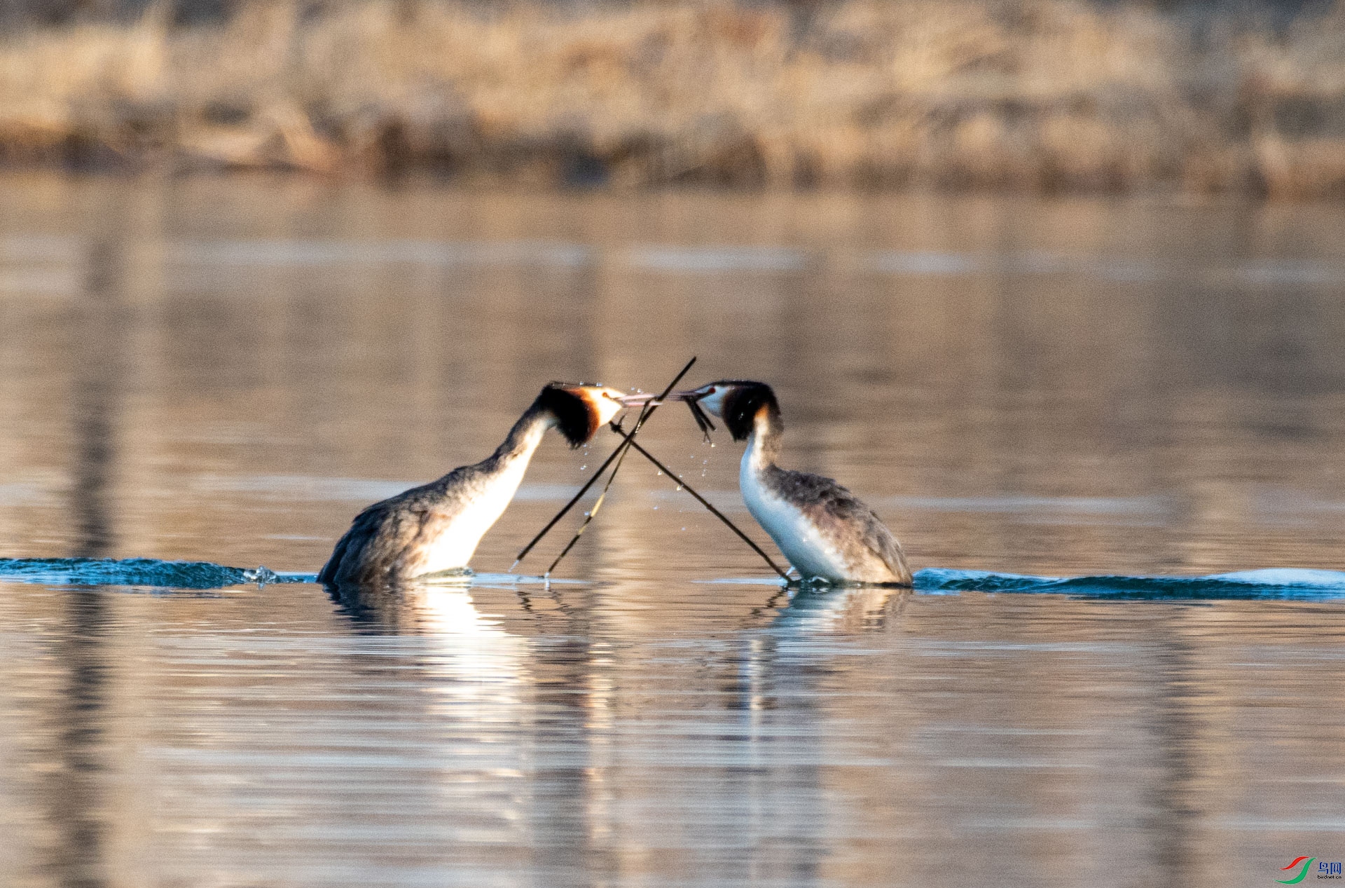 DSC_4446.jpg