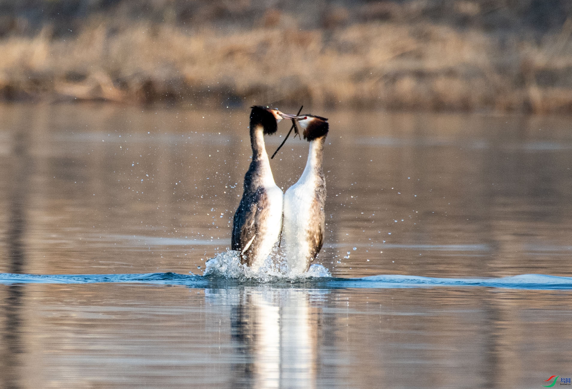 DSC_4451.jpg