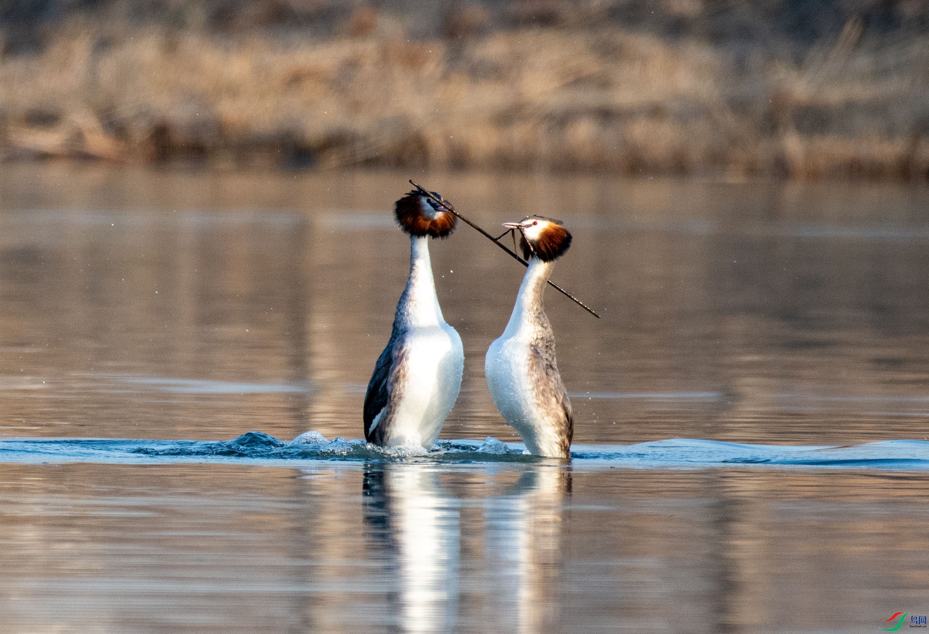 DSC_4457.jpg