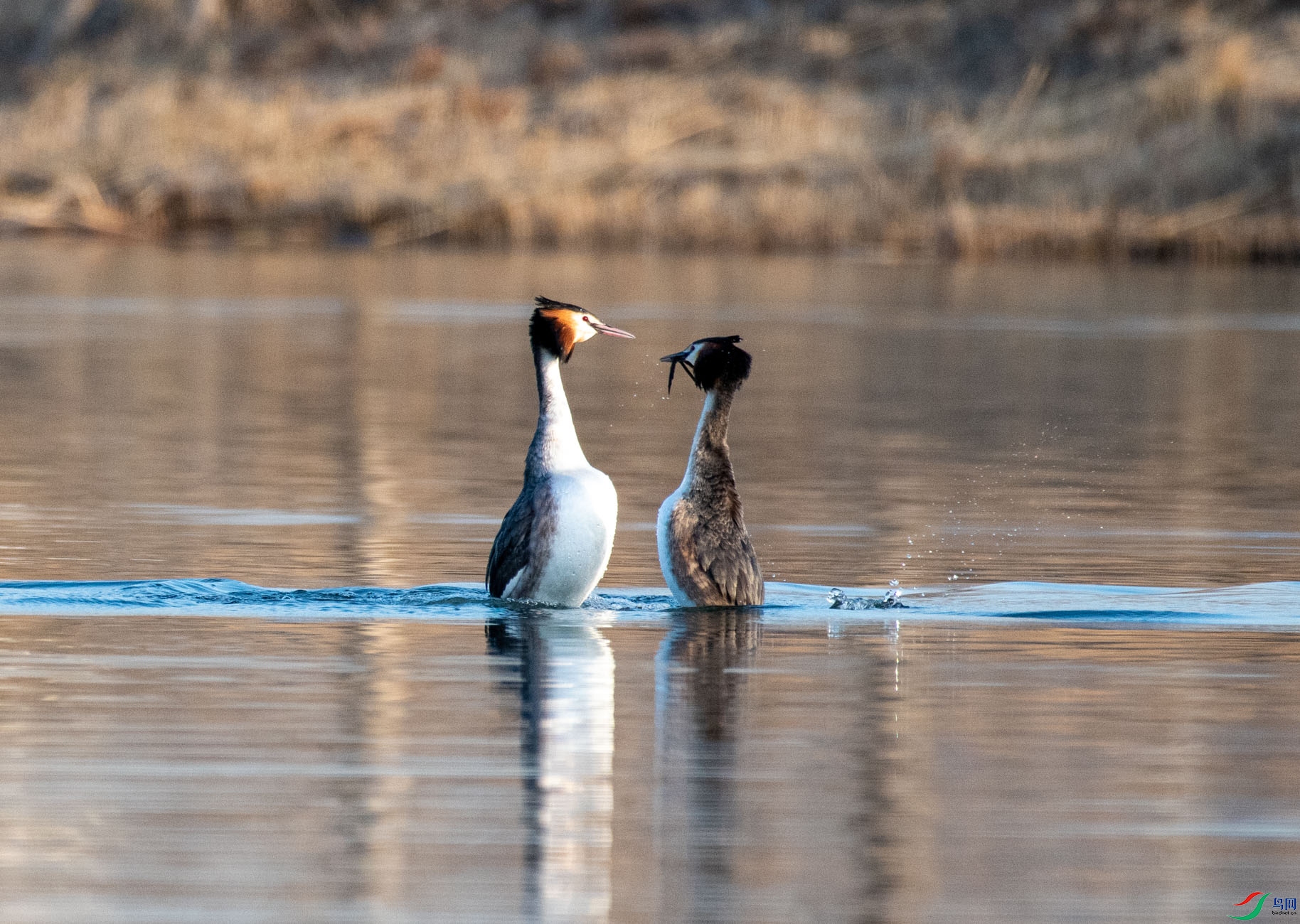 DSC_4463.jpg