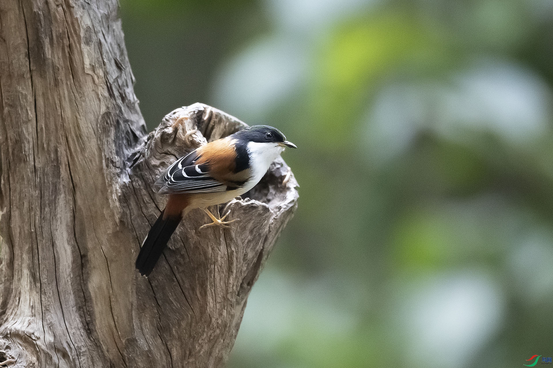 CD0I4148 ����.jpg