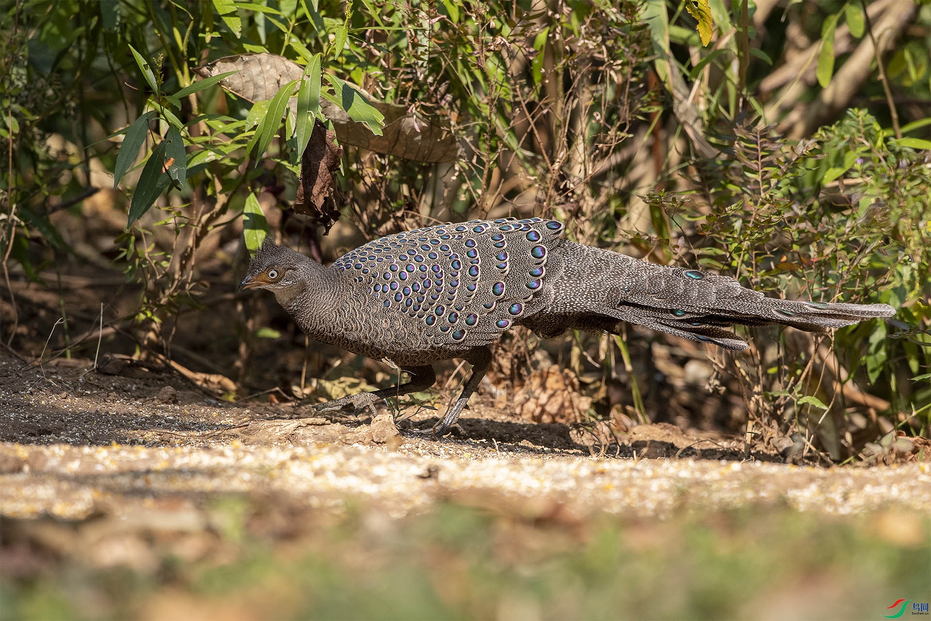 CD0I6306 ����.jpg