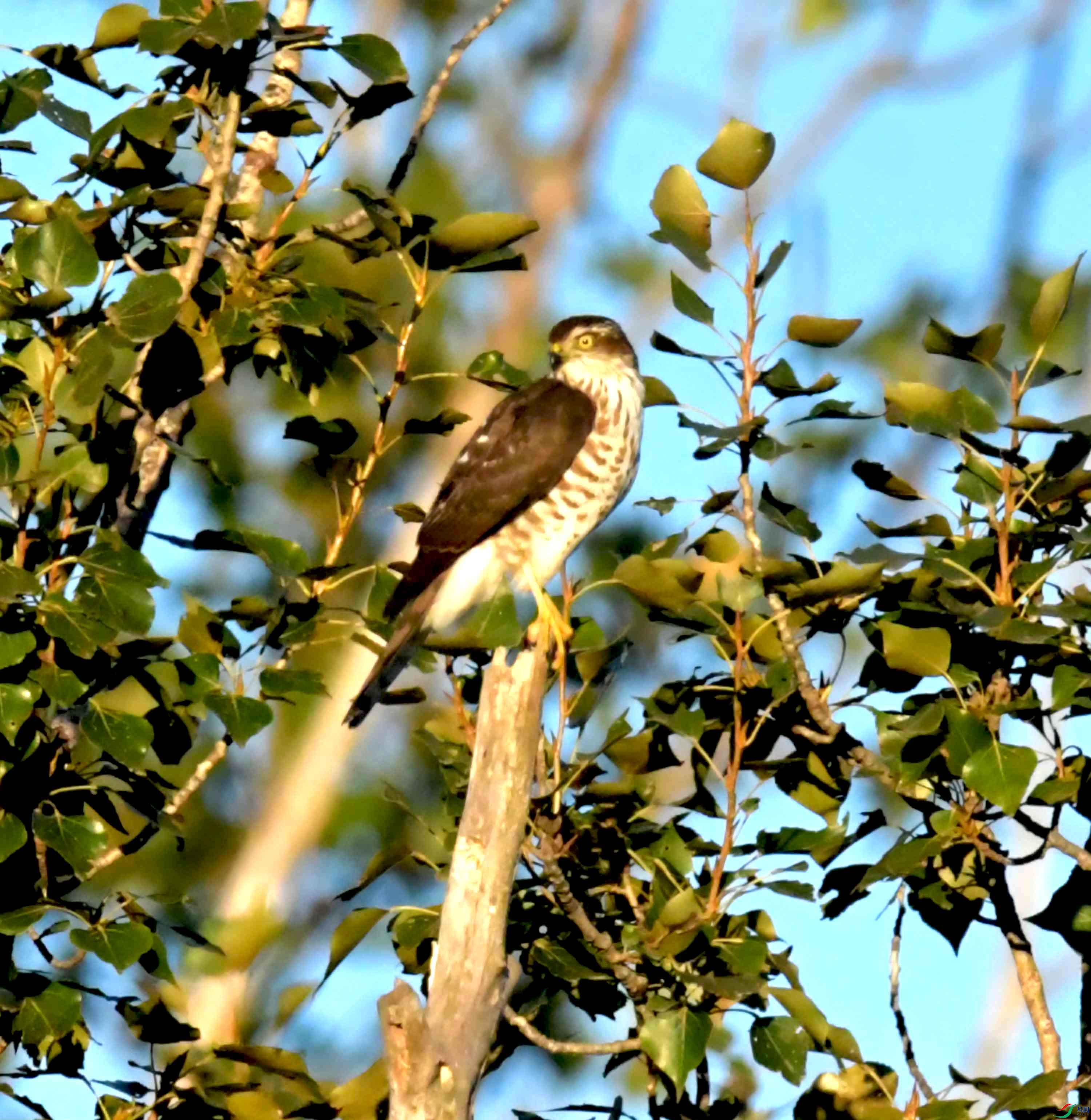 DSC_2848.JPG