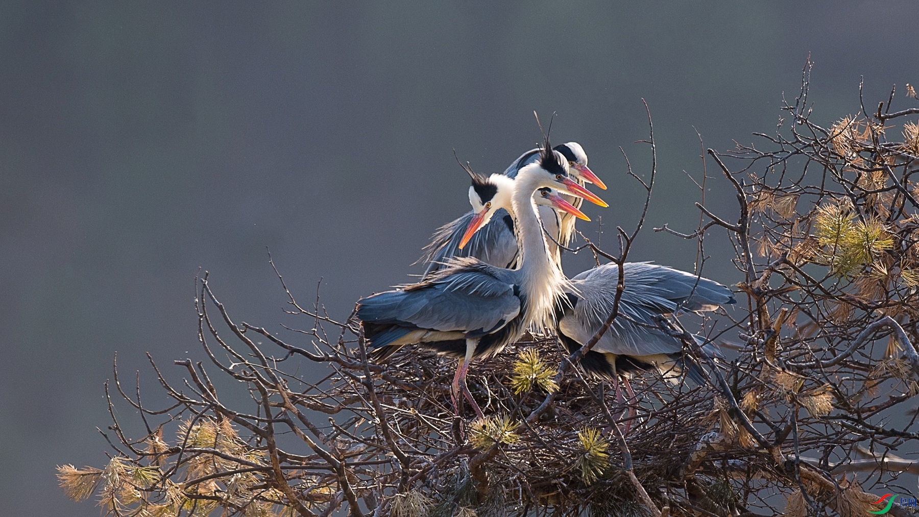 DSC_4604 - ����.jpg