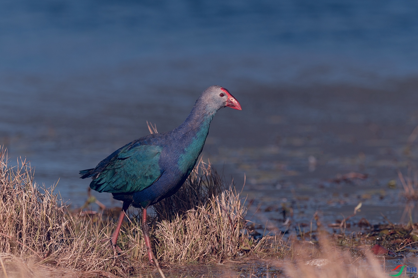 3DSC_8738_DxOa.jpg