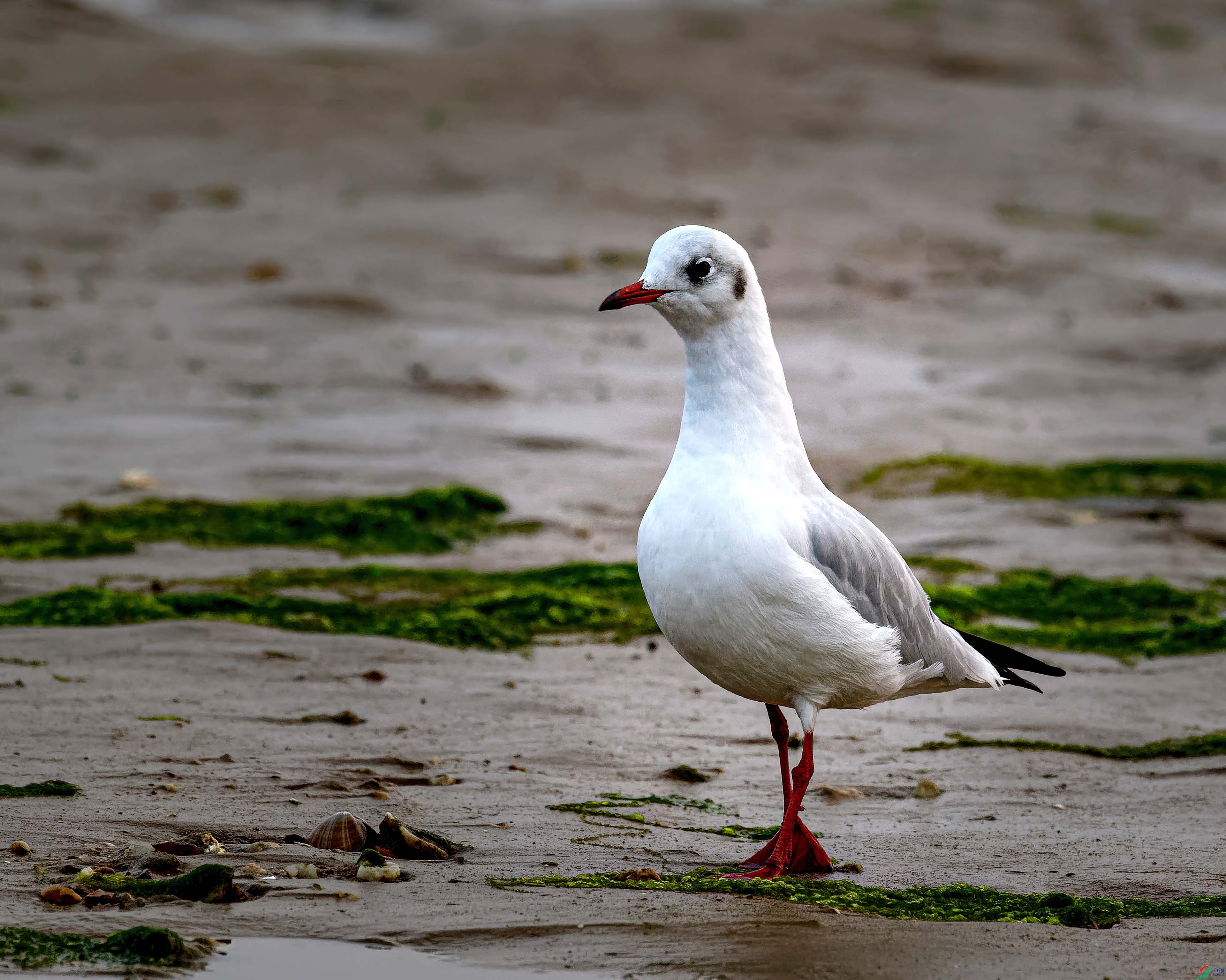 _ZFW0228_DxO-gigapixel (1).jpg