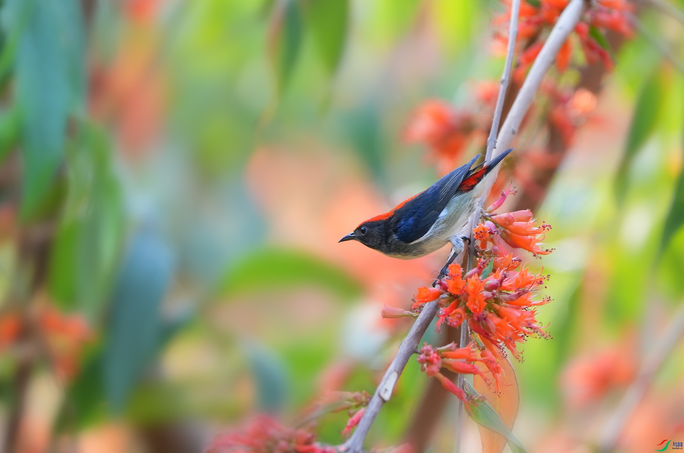 DSC00938 ����.jpg