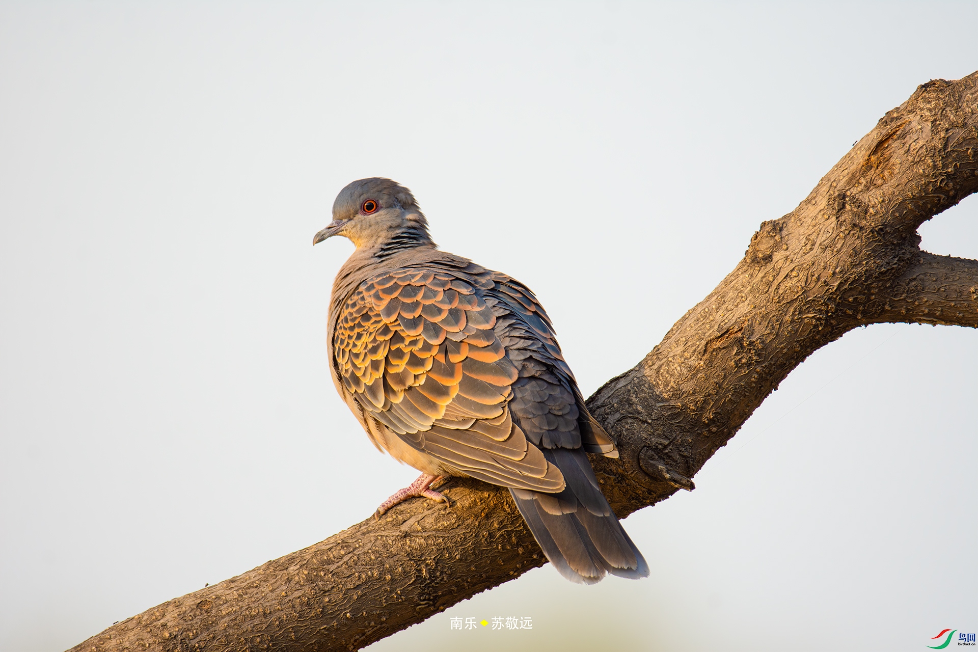 _DSC4542С.jpg