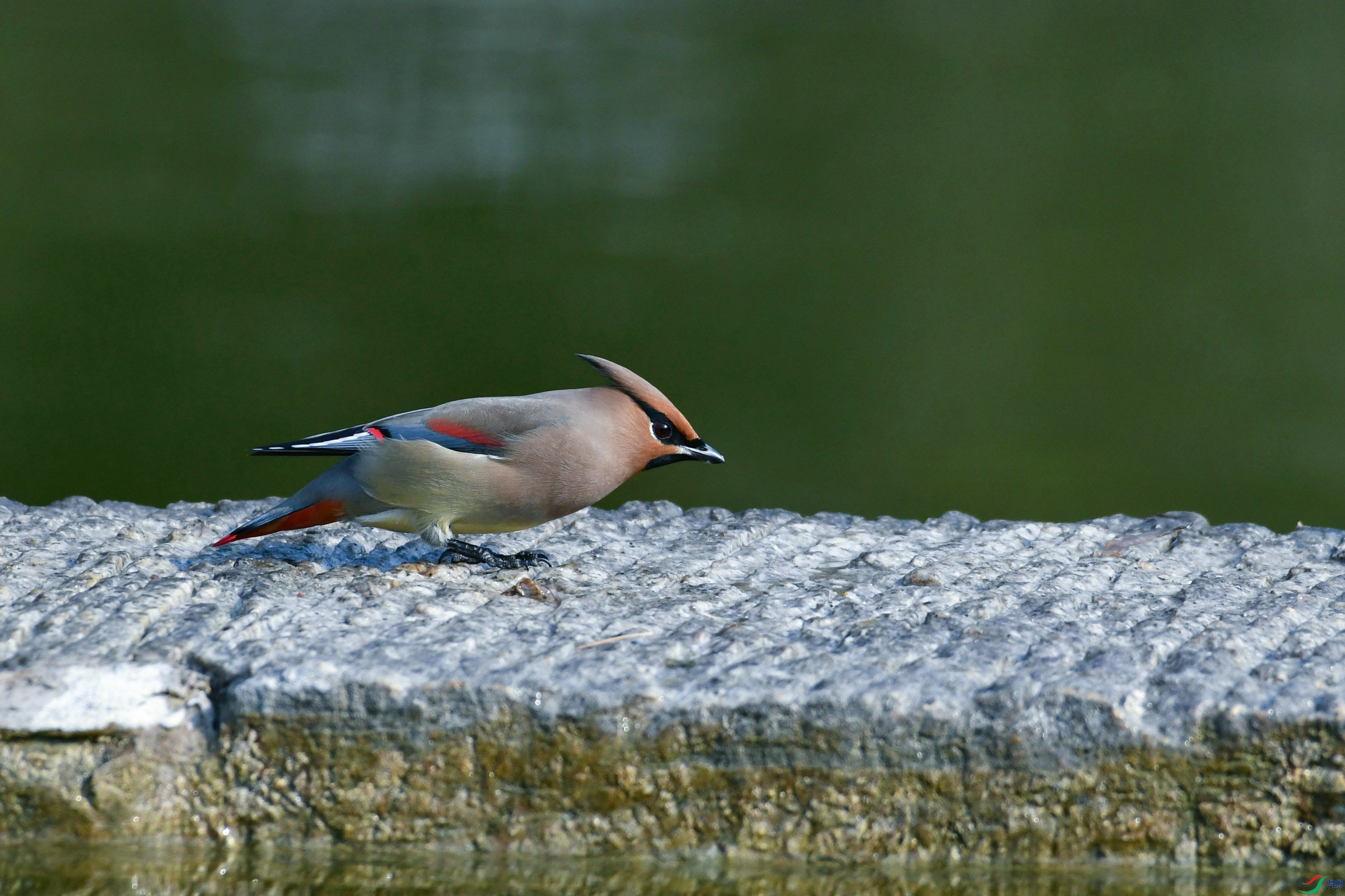 DSC_4810.JPG