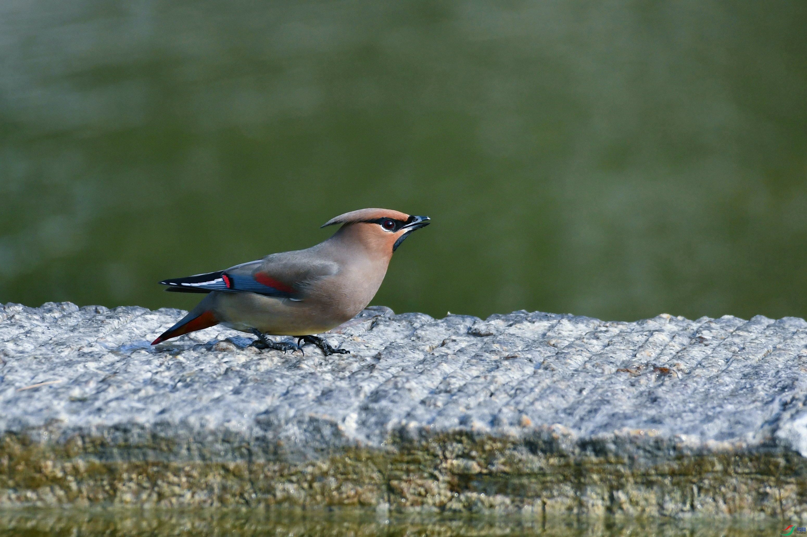 DSC_4825.JPG