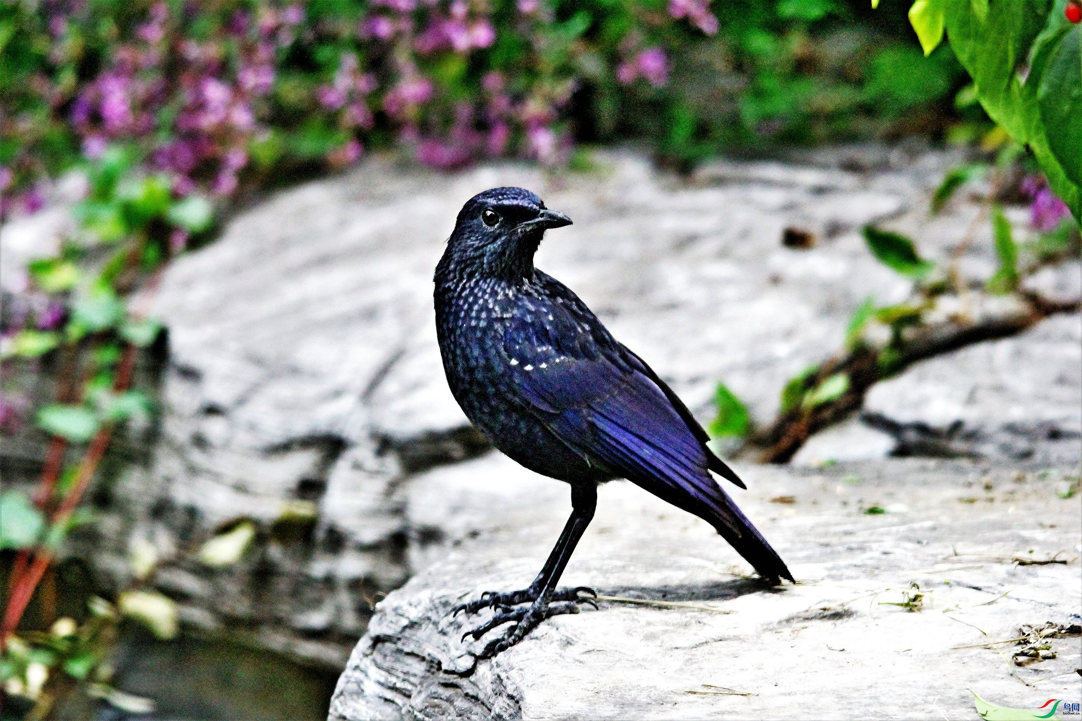 ����� (27) - ����.JPG