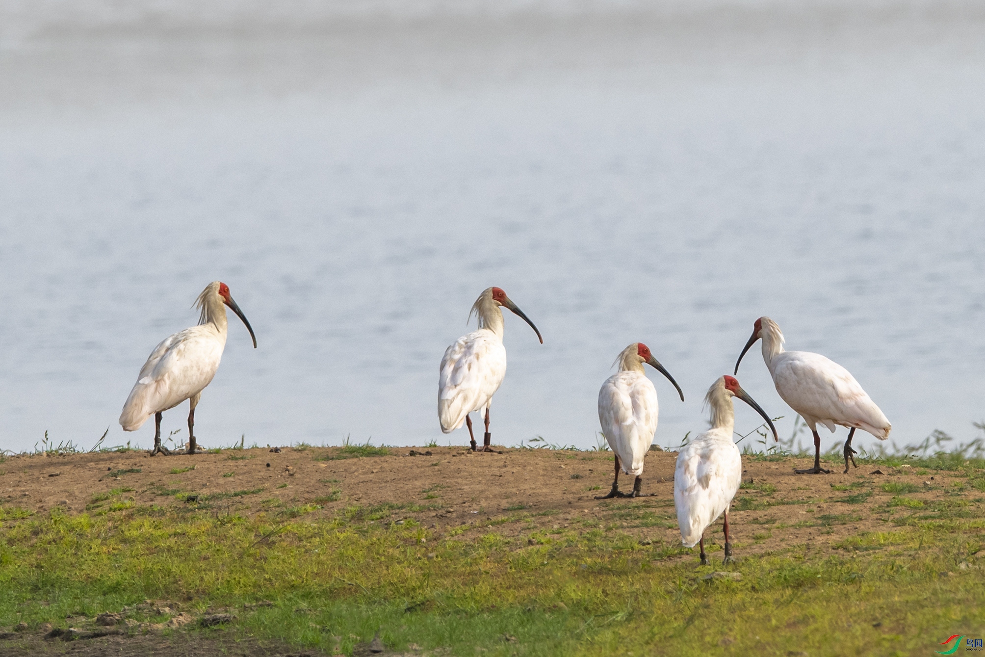 2690 ��������.jpg