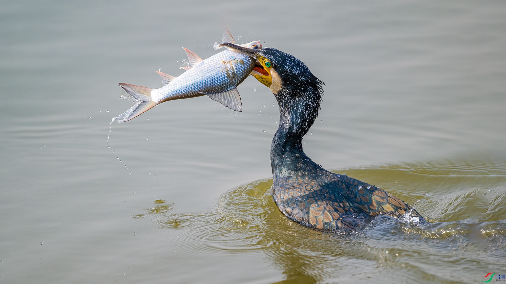 DSC_63615.jpg