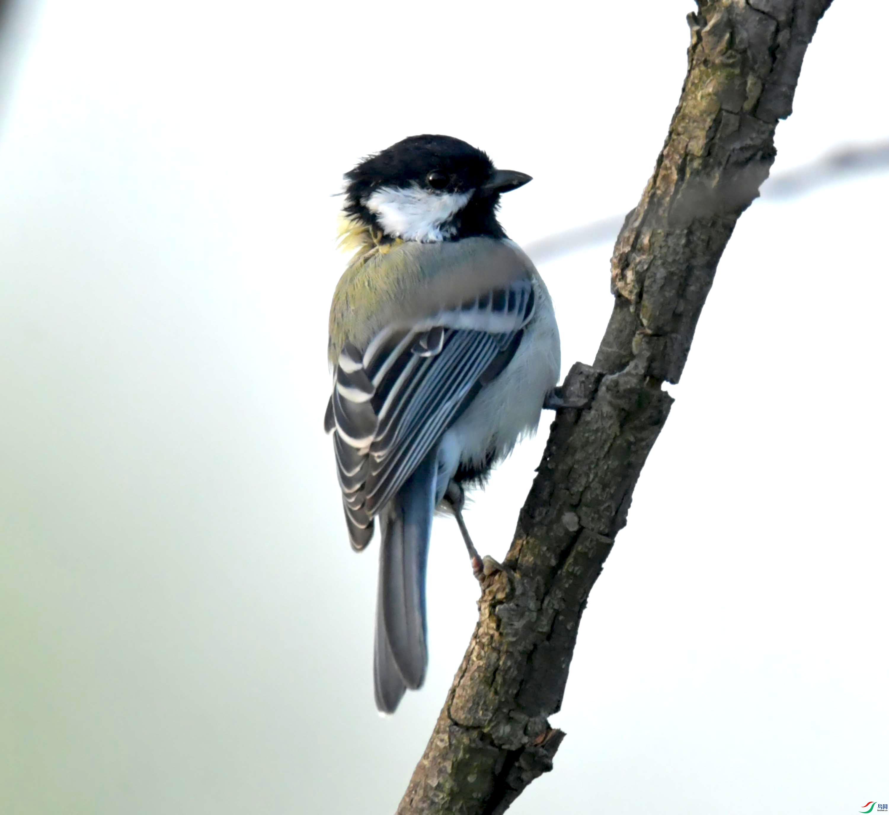 DSC_0951.JPG
