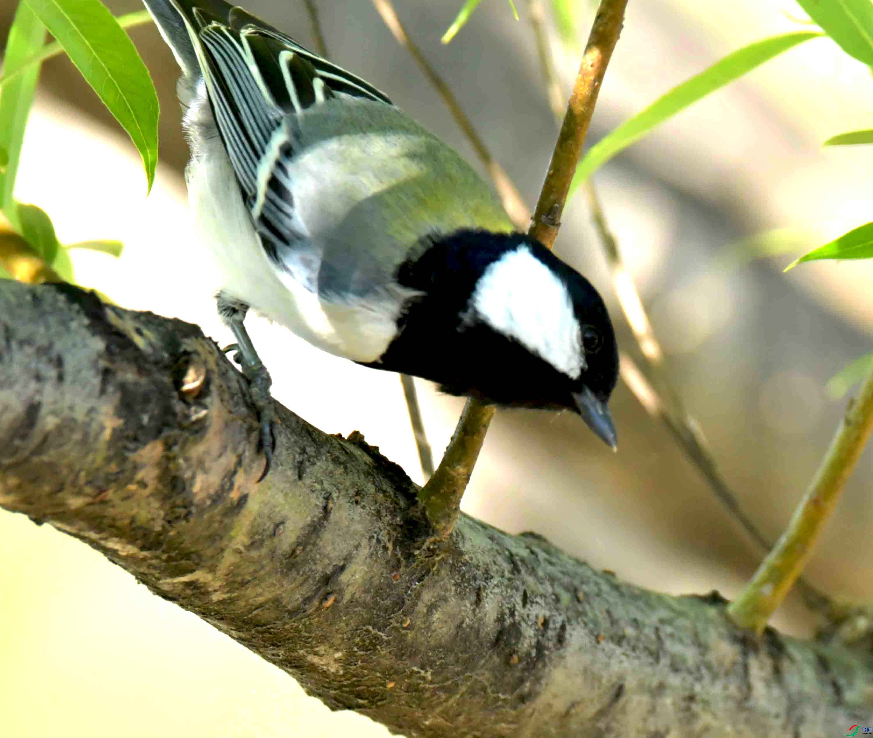 DSC_1401.JPG