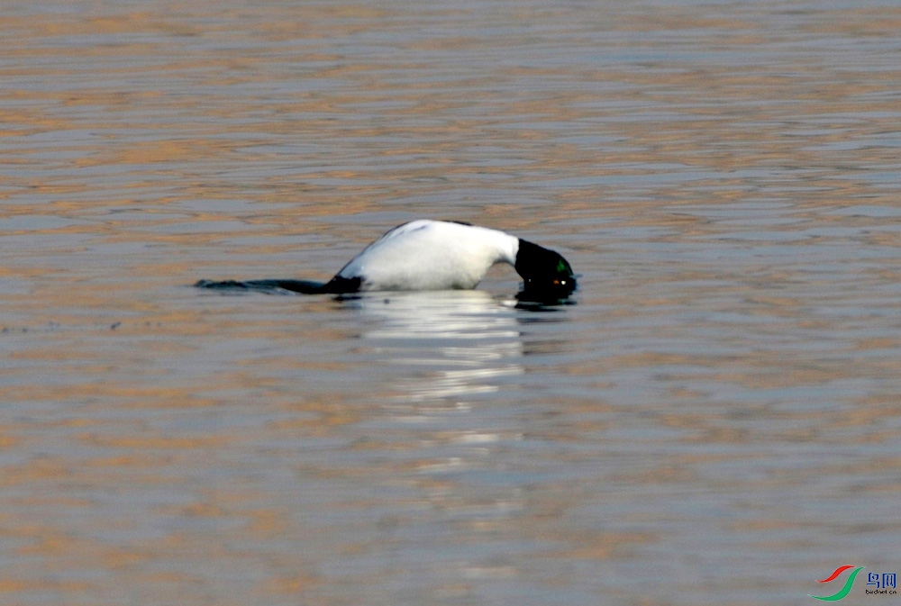 DSC_4828.JPG