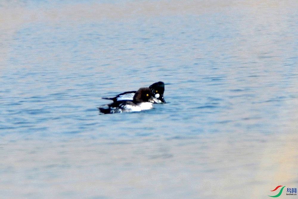 DSC_4694.JPG