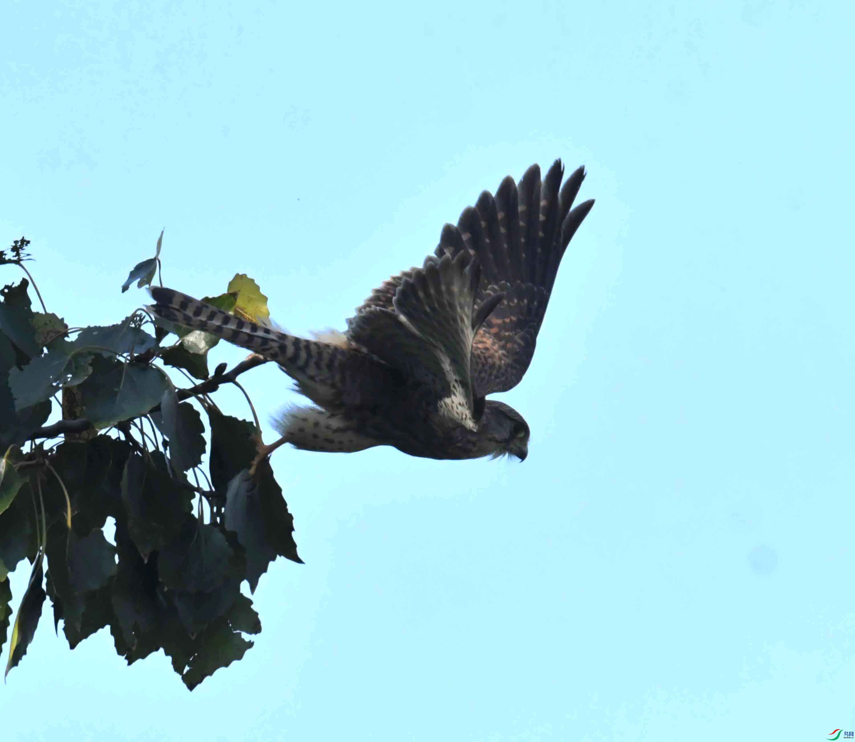 DSC_0970.JPG