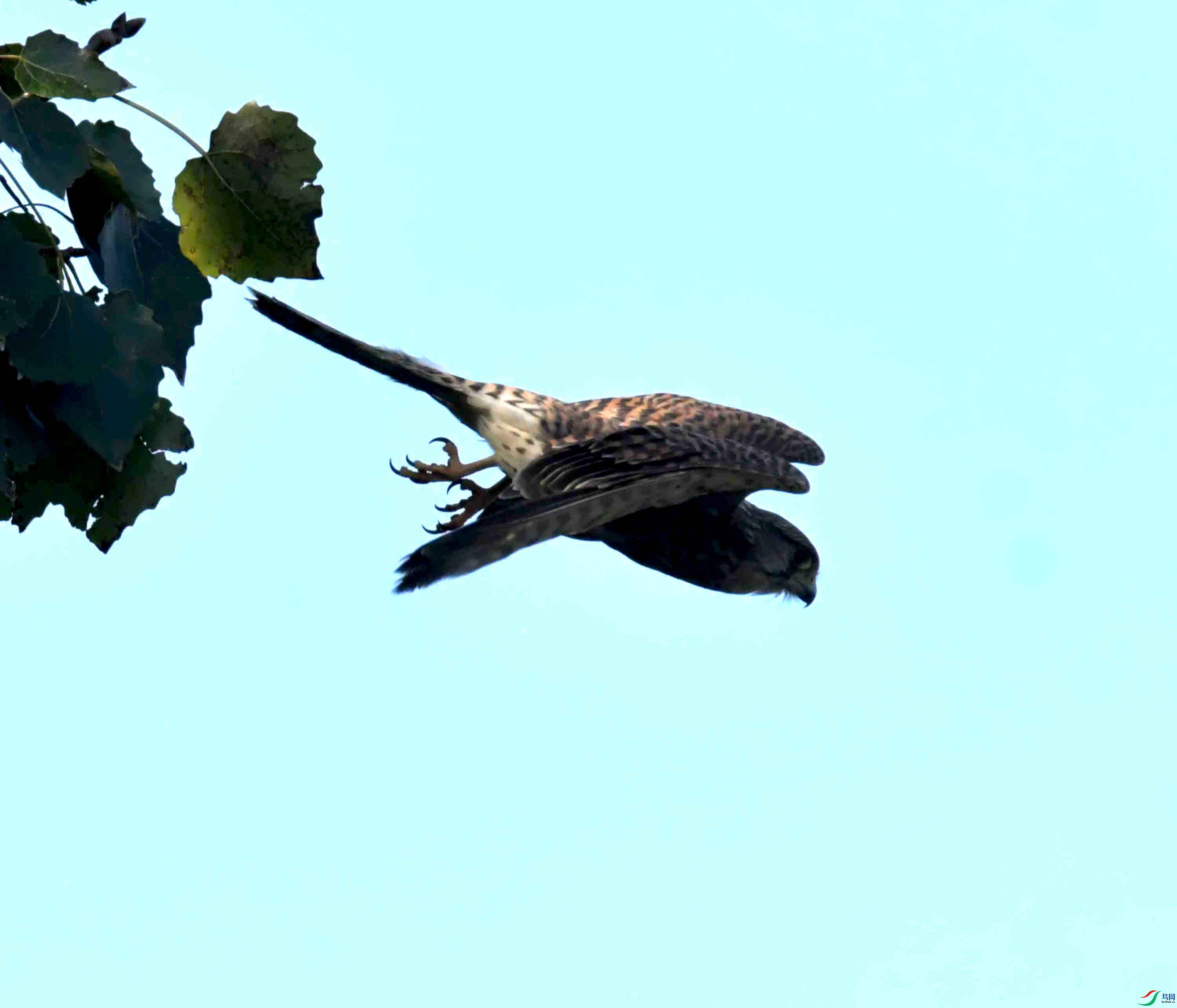 DSC_0971.JPG