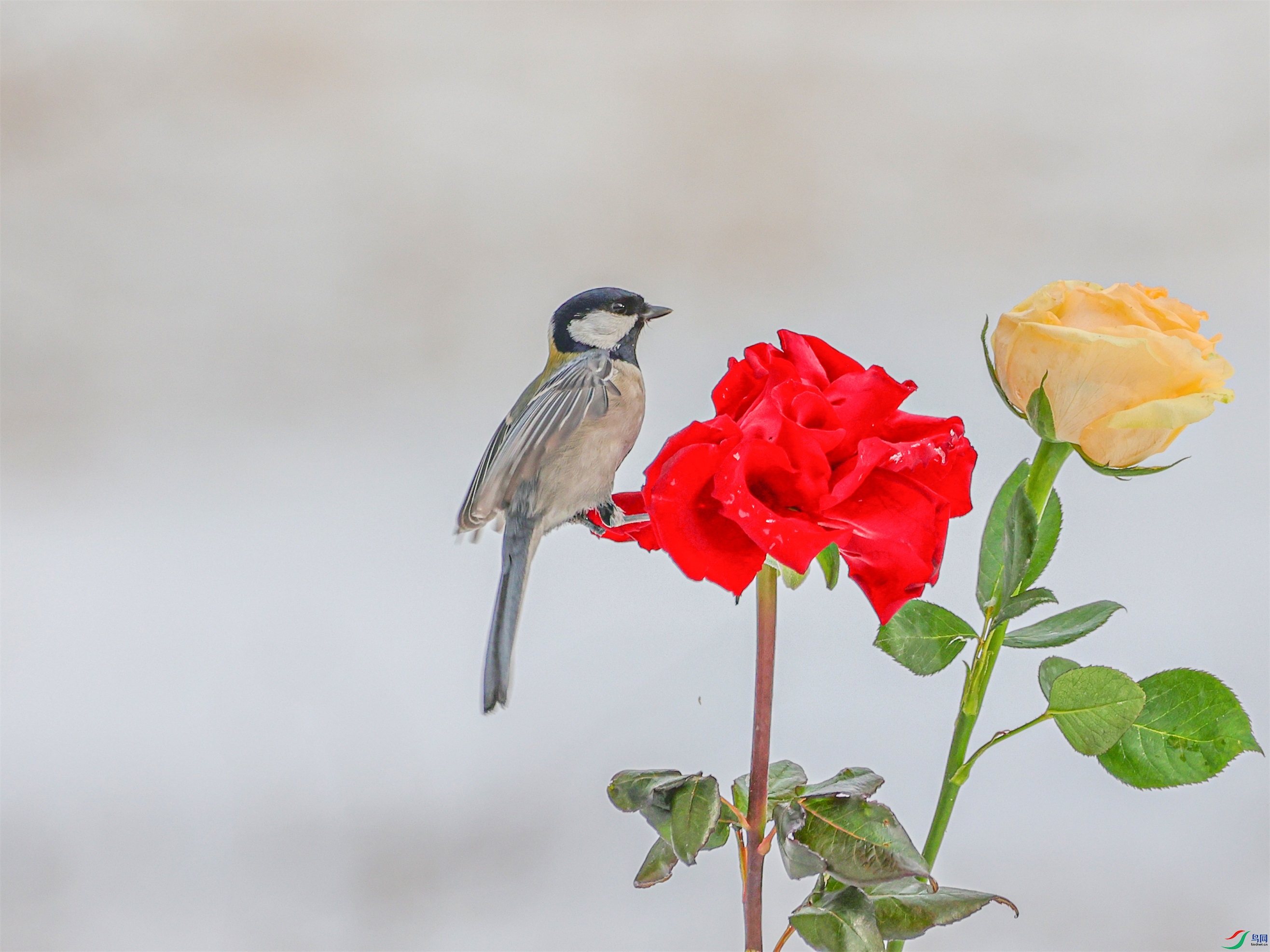 1K3A3333 ����1.jpg