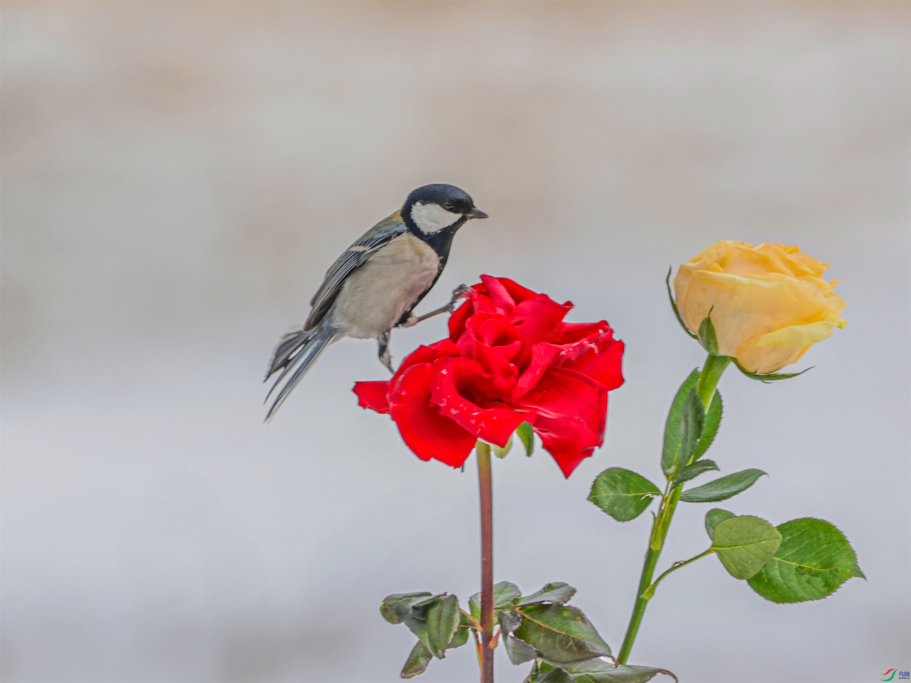 1K3A3334 ����1.jpg