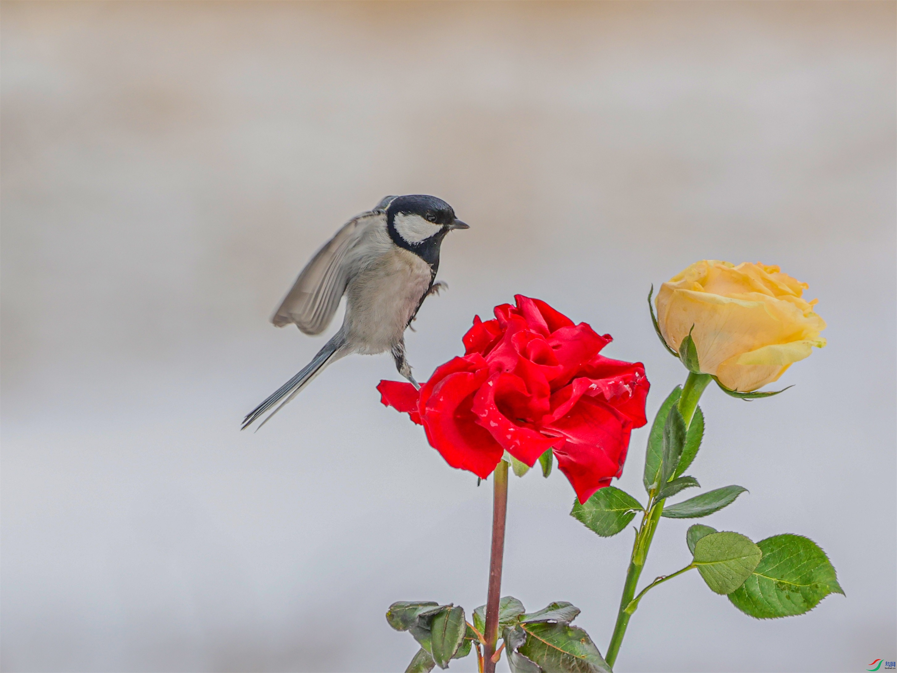 1K3A3335 ����1.jpg