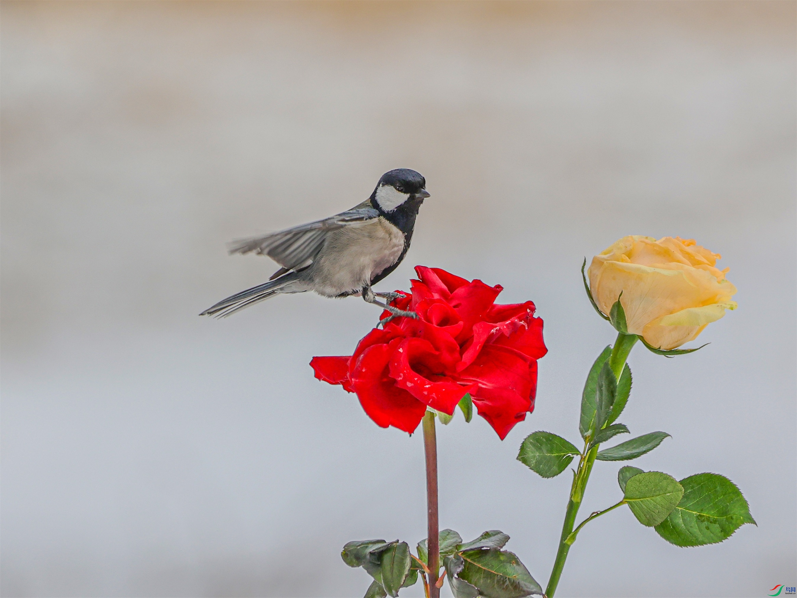 1K3A3336 ����1.jpg