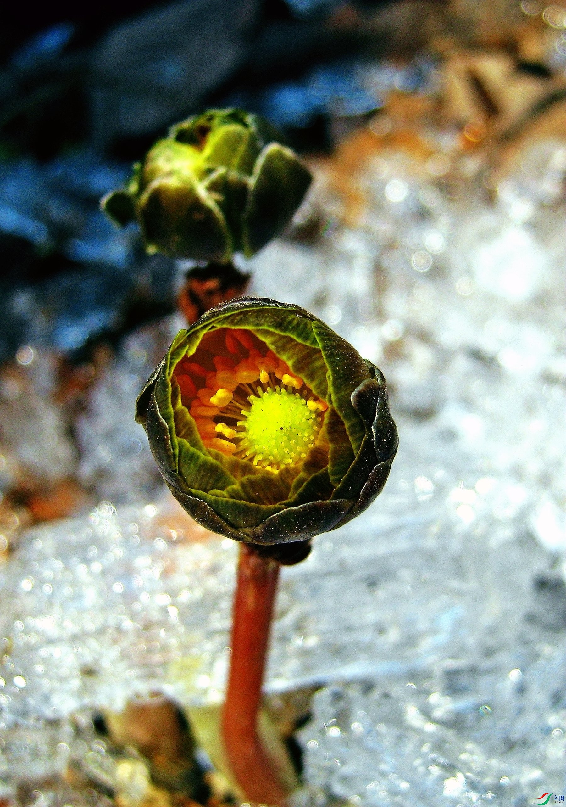 ����ɽ�ﻨ (2)_����_����.jpg