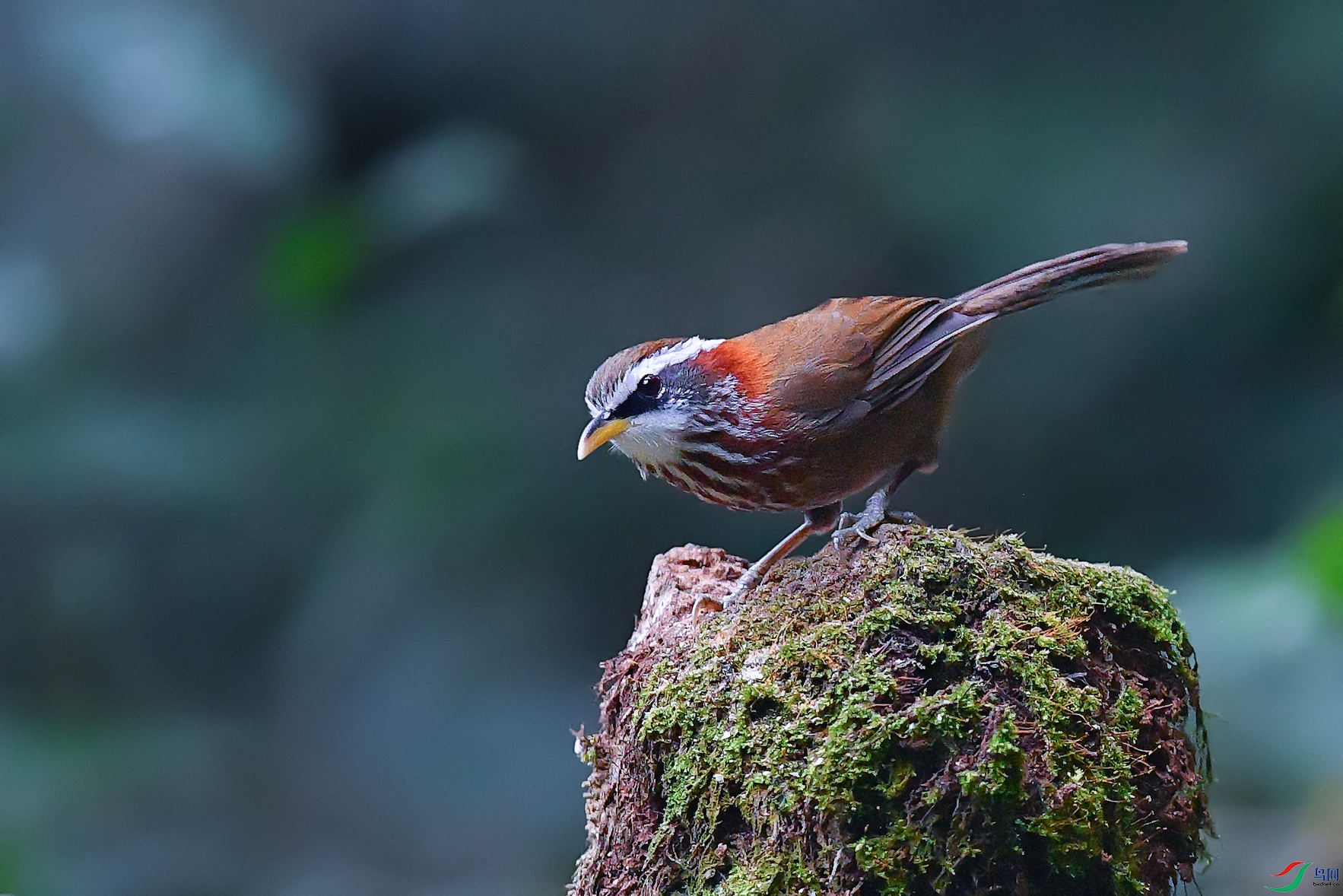 DSC_3447_DxOa.jpg