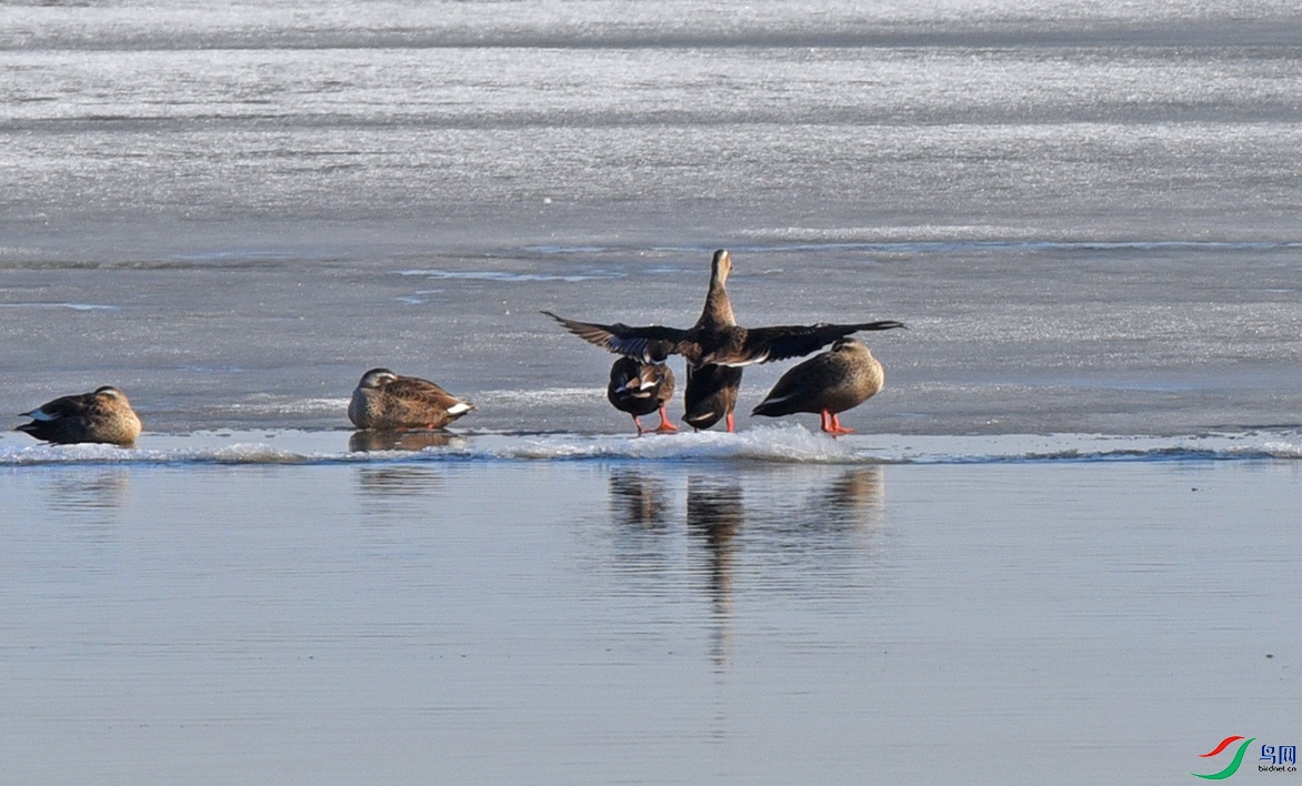 DSC_2439.jpg