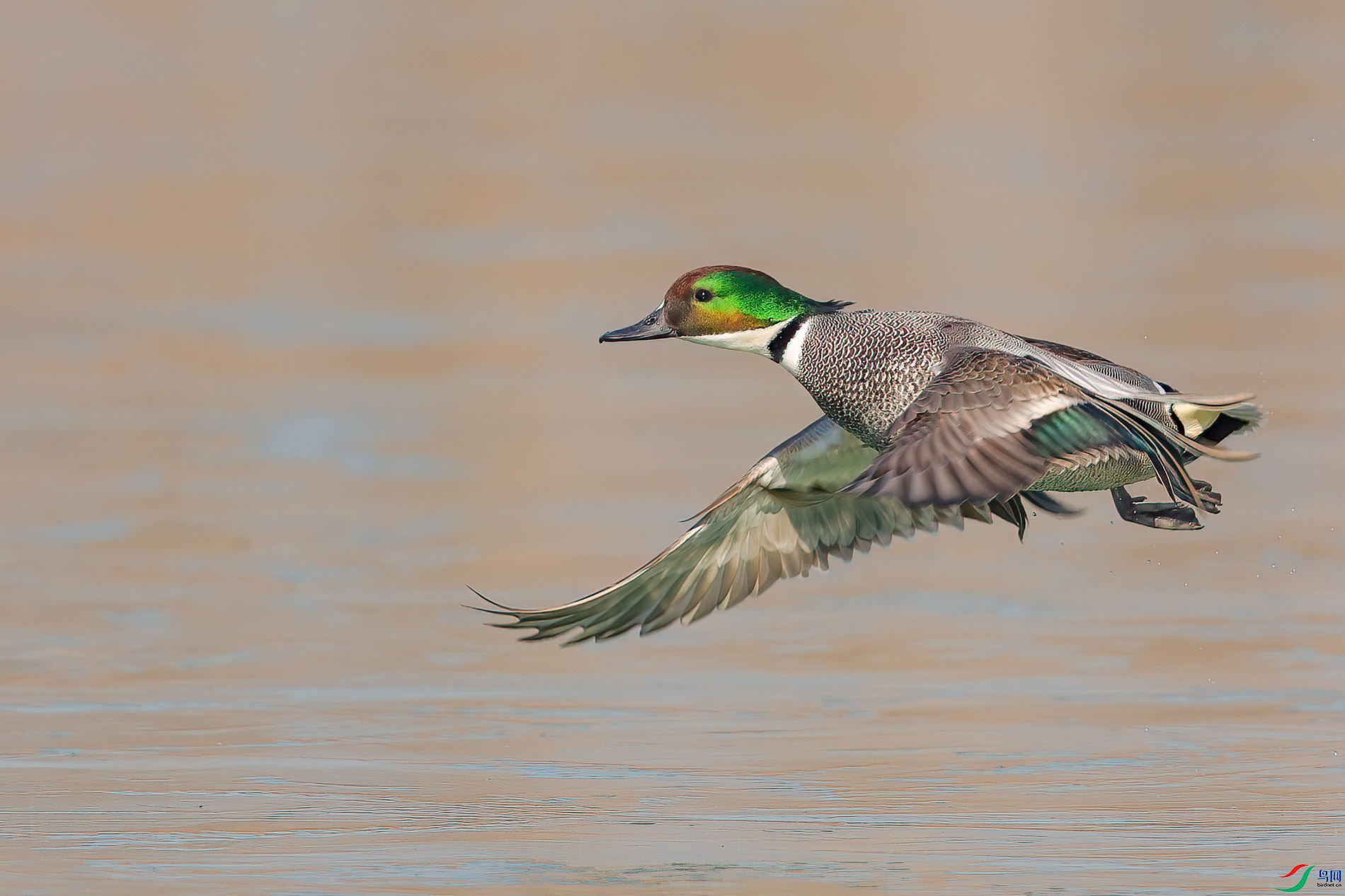AQ4P5685-1.jpg